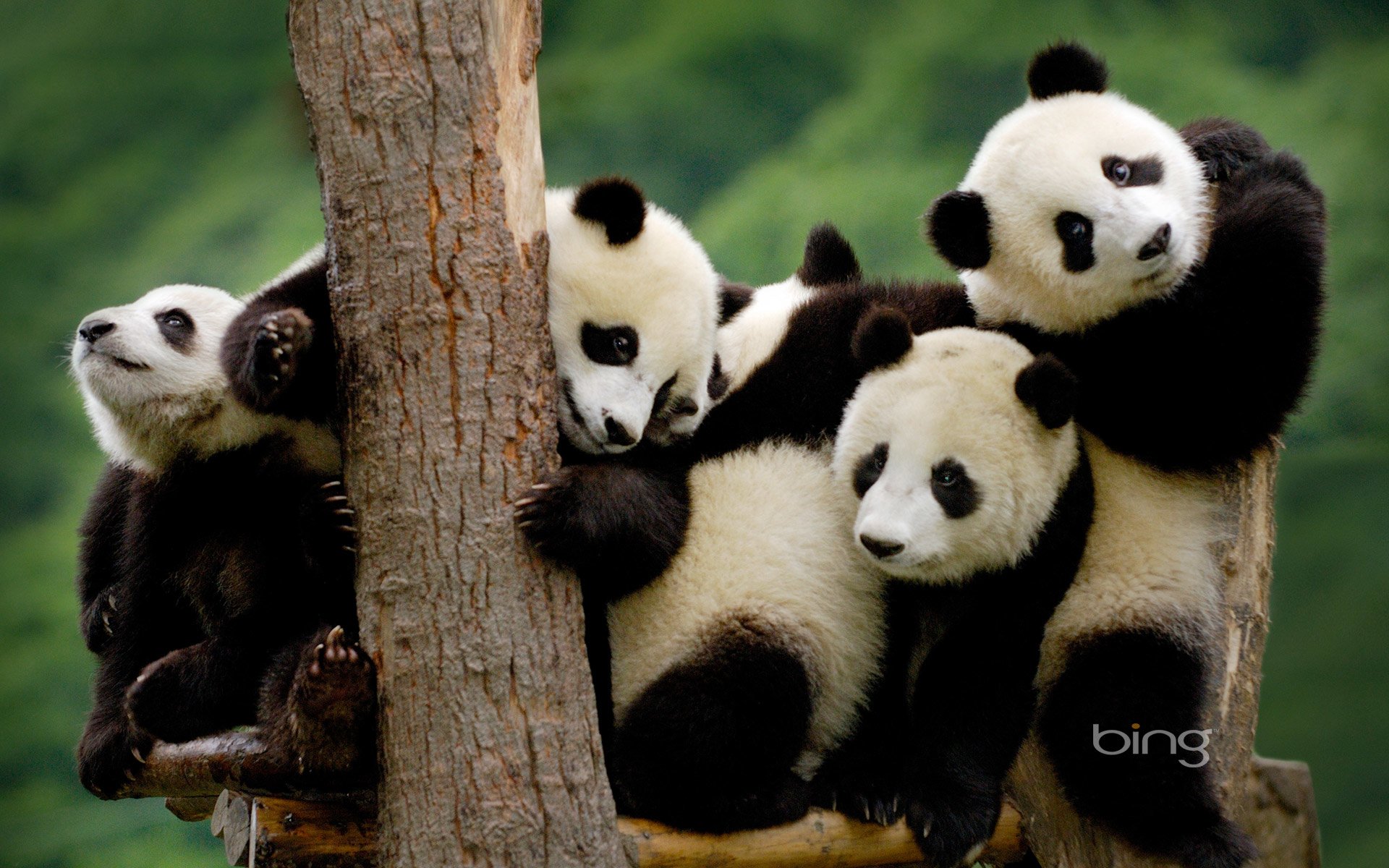 Panda Wallpaper