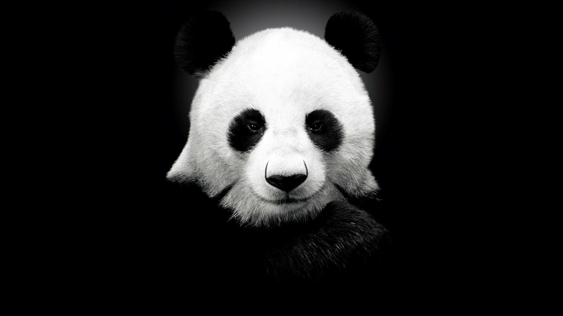 Panda Wallpaper