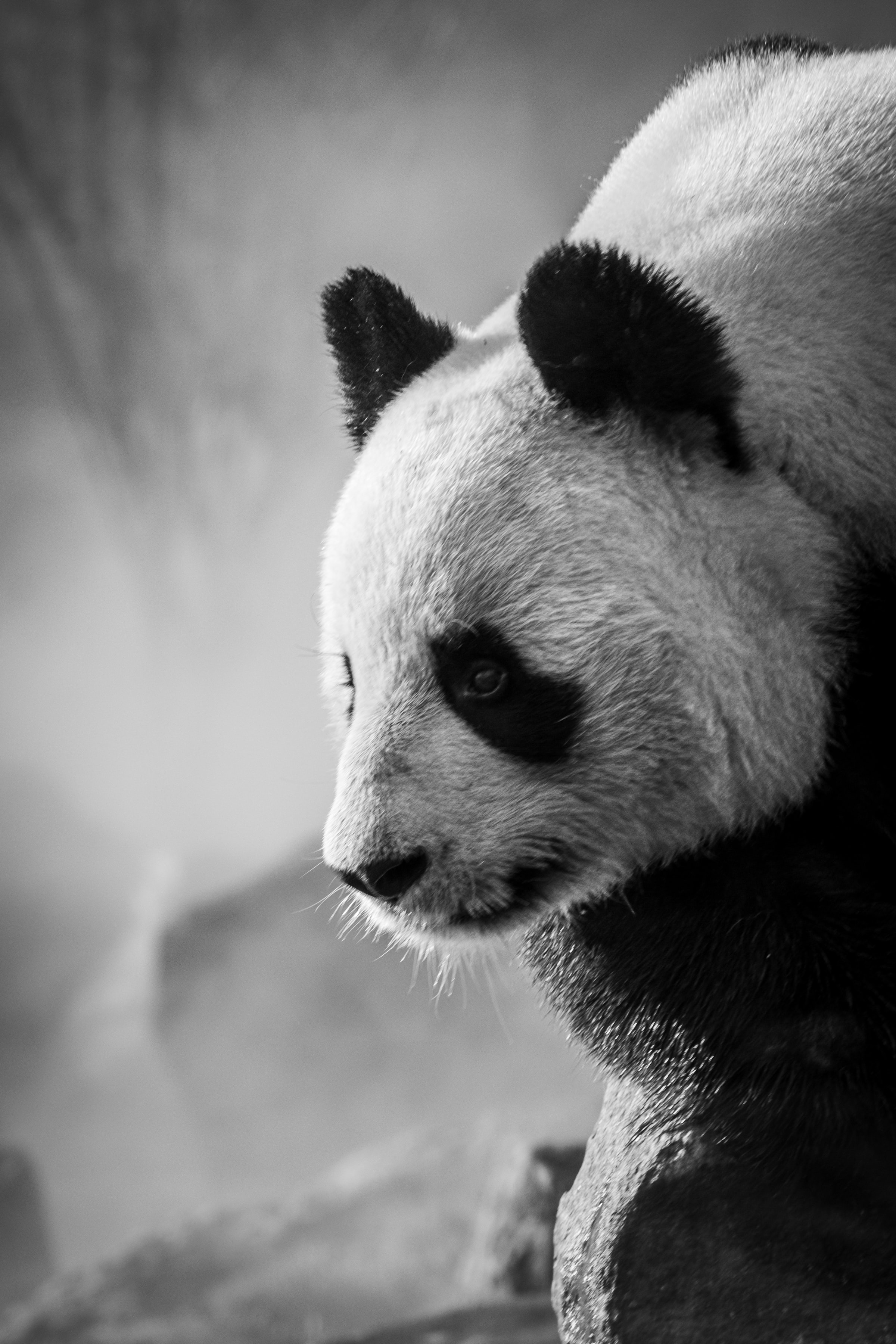 Panda Wallpaper