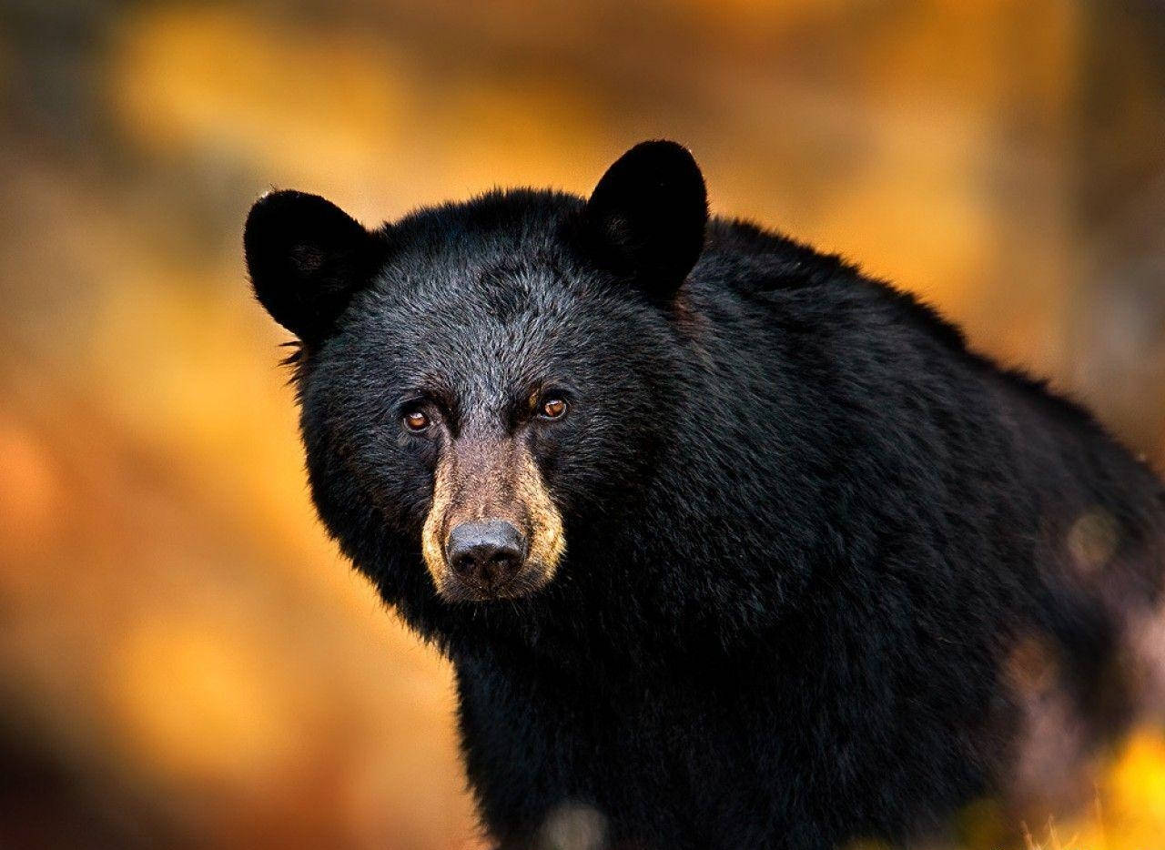 Bear Wallpaper