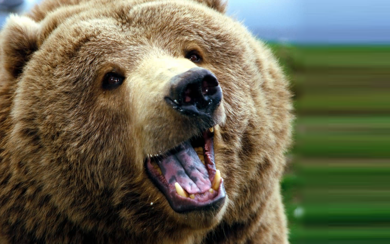 Bear Wallpaper