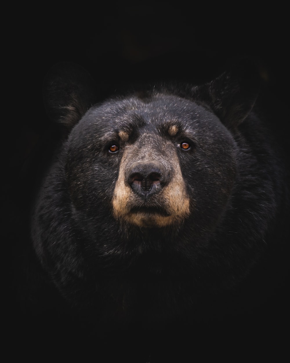 Bear Wallpaper
