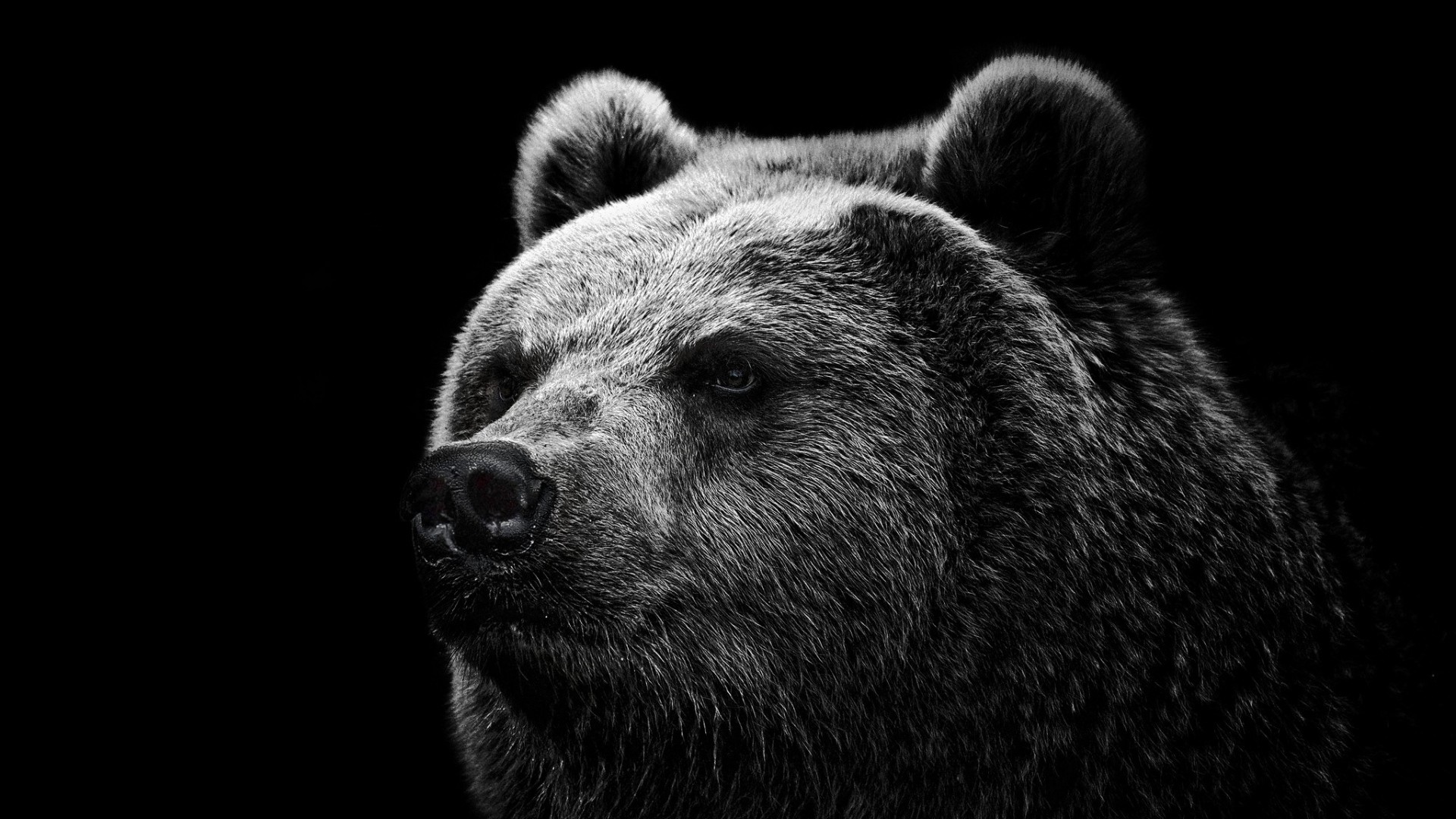 Bear Wallpaper