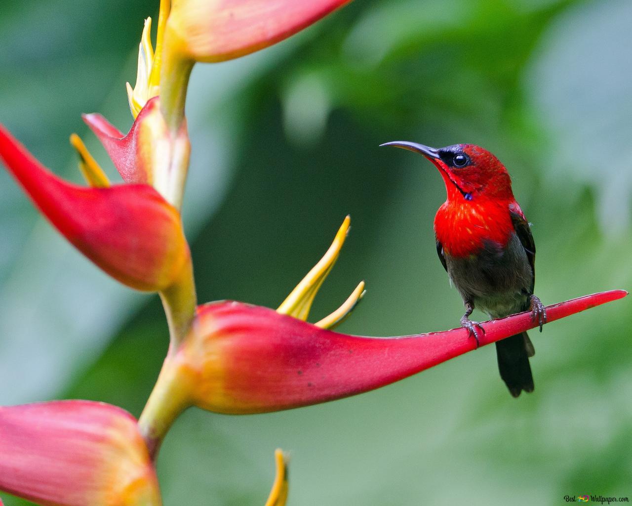 Bird Wallpaper