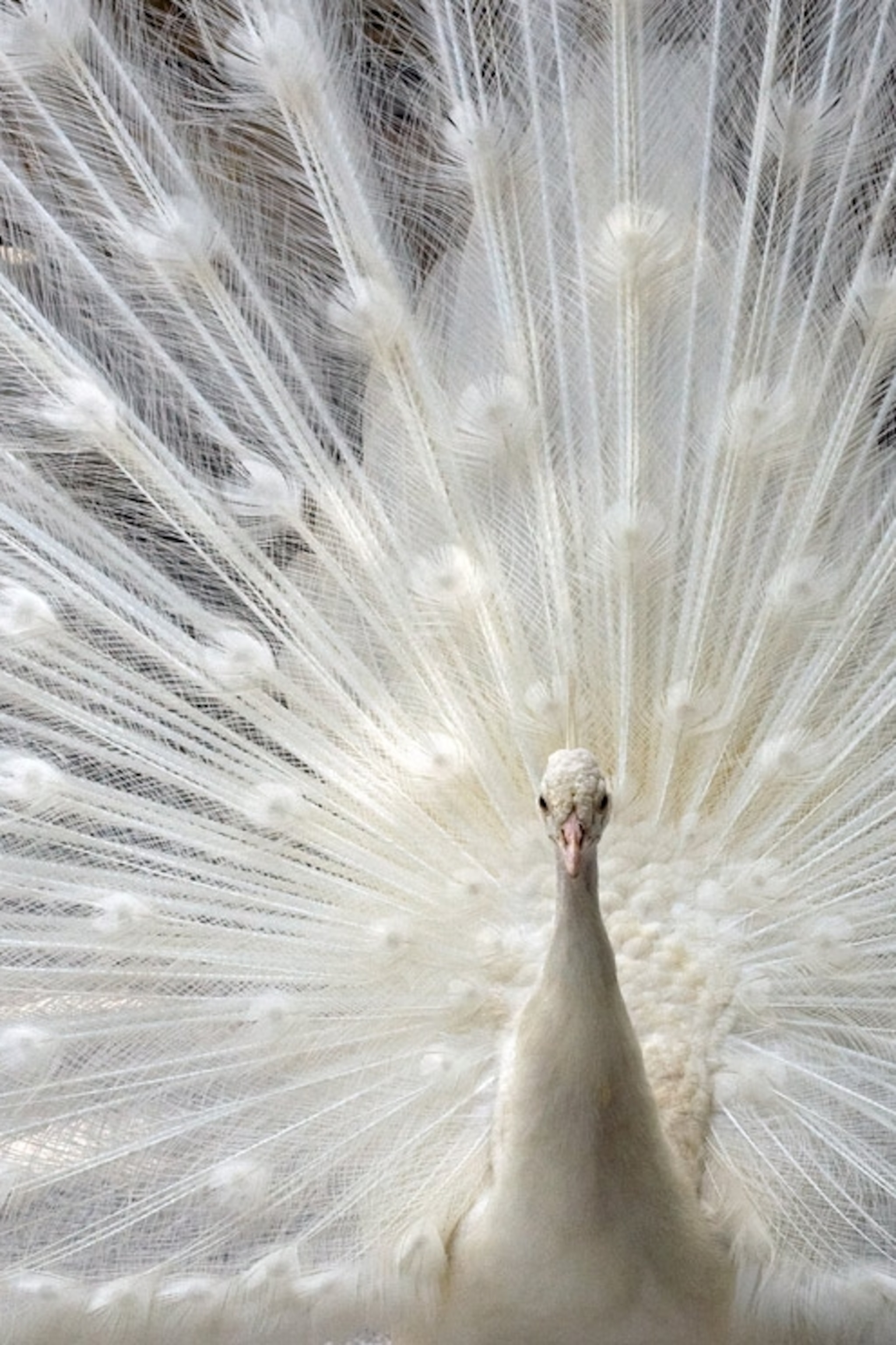 Bird Wallpaper