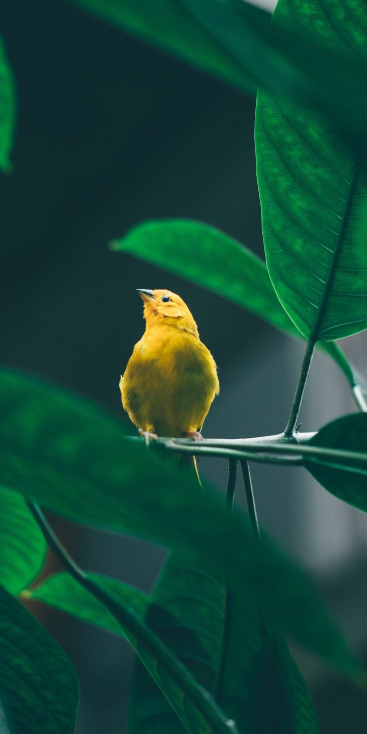 Bird Wallpaper