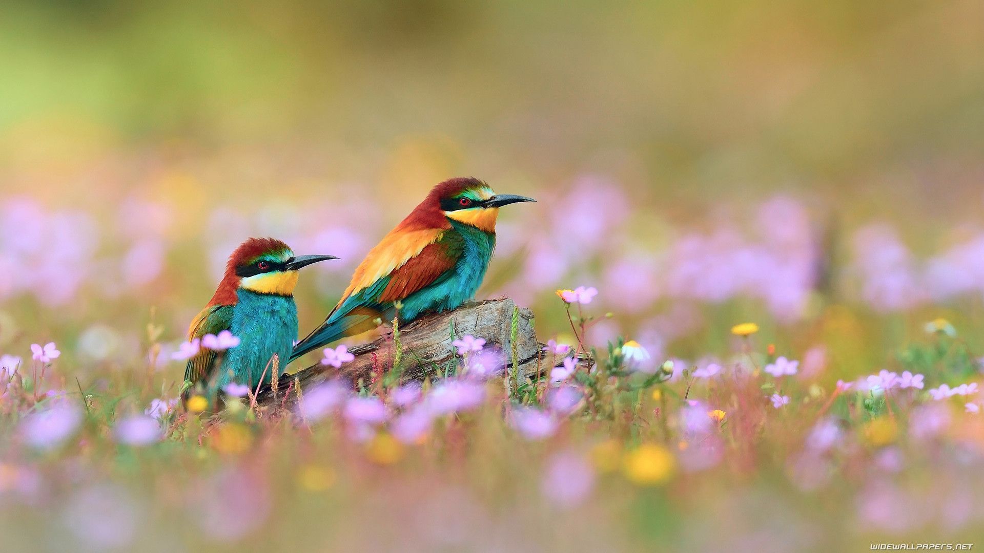 Bird Wallpaper