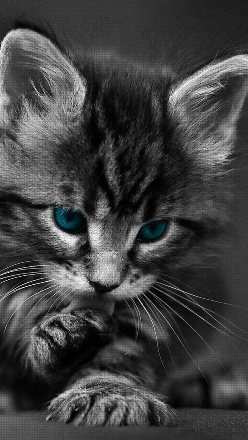 Black Cat Wallpaper