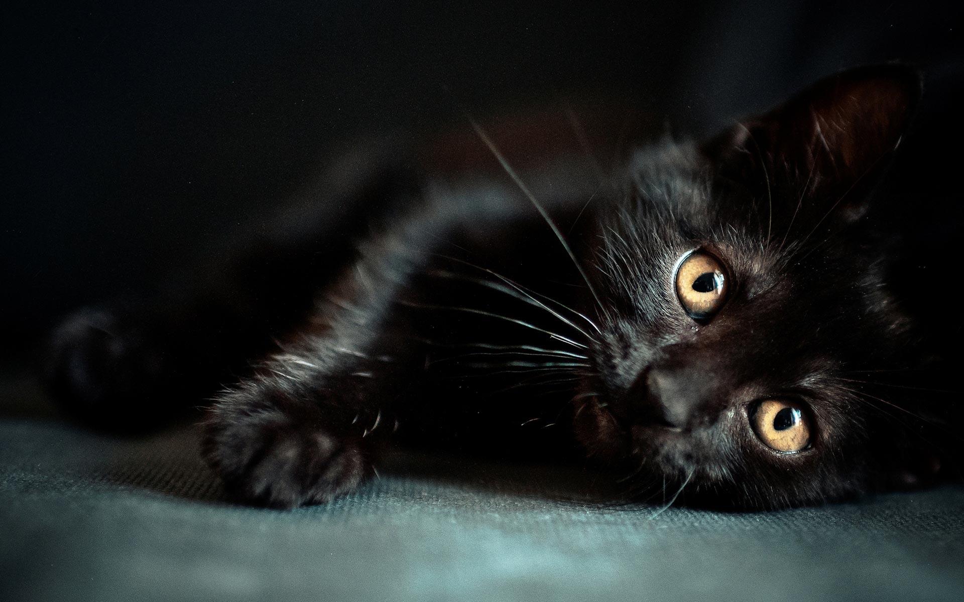 Black Cat Wallpaper