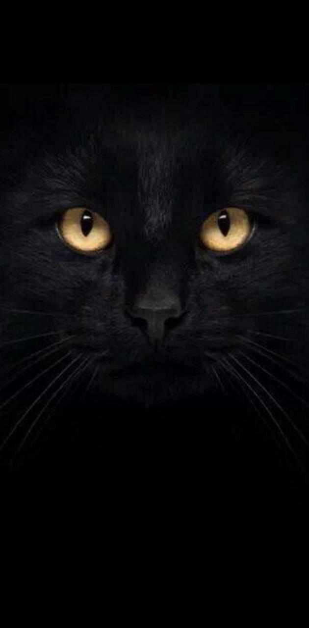 Black Cat Wallpaper