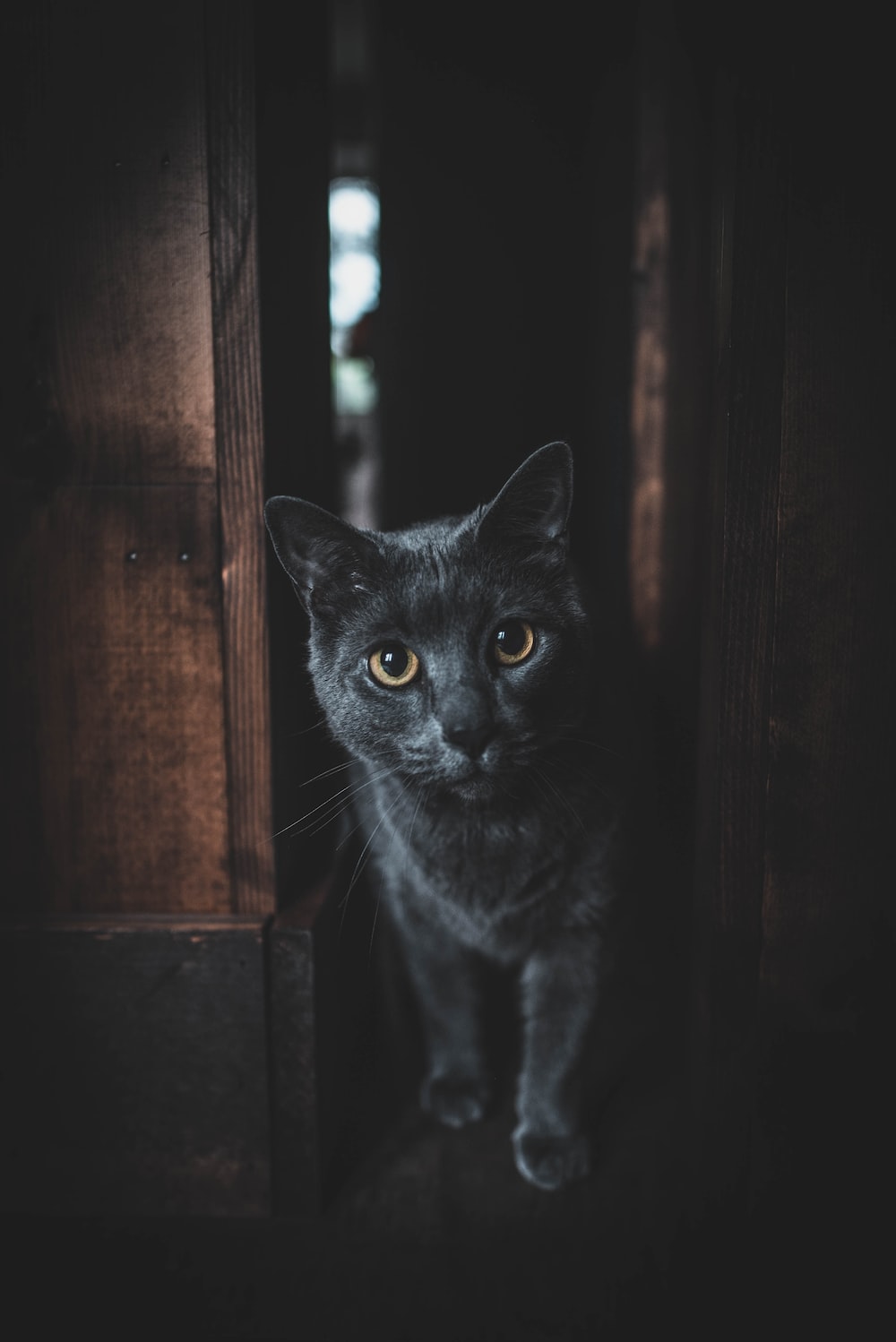 Black Cat Wallpaper
