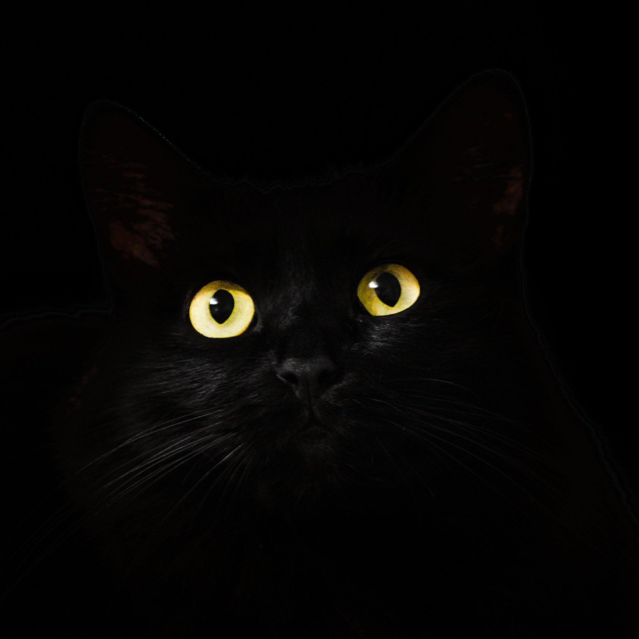 Black Cat Wallpaper