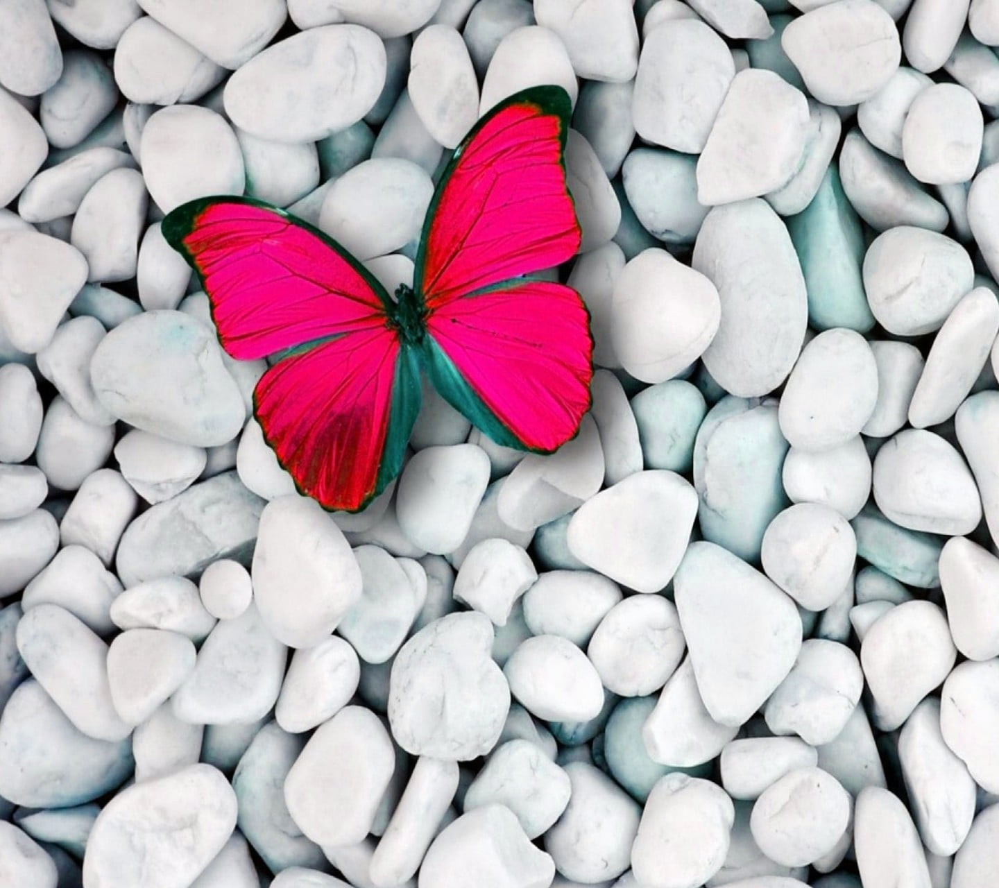 Butterfly Wallpaper