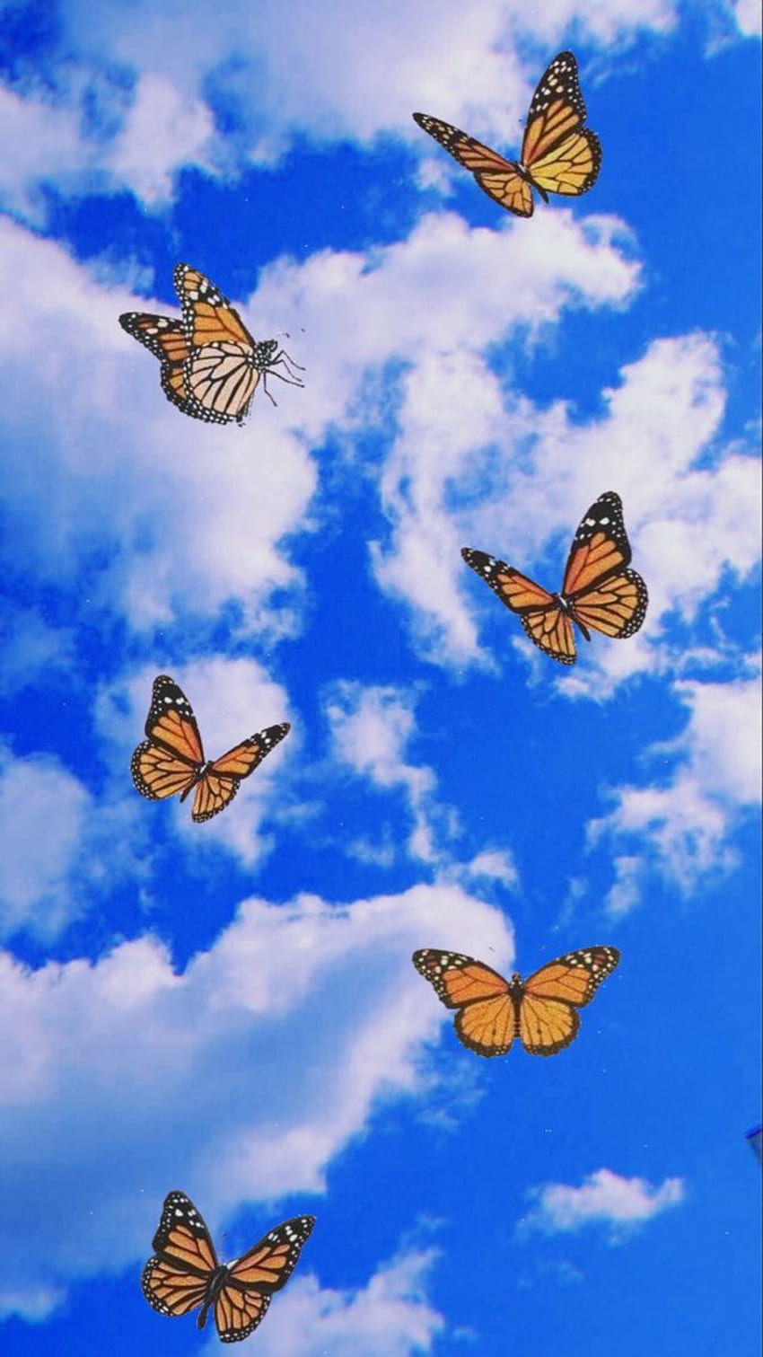 Butterfly Wallpaper