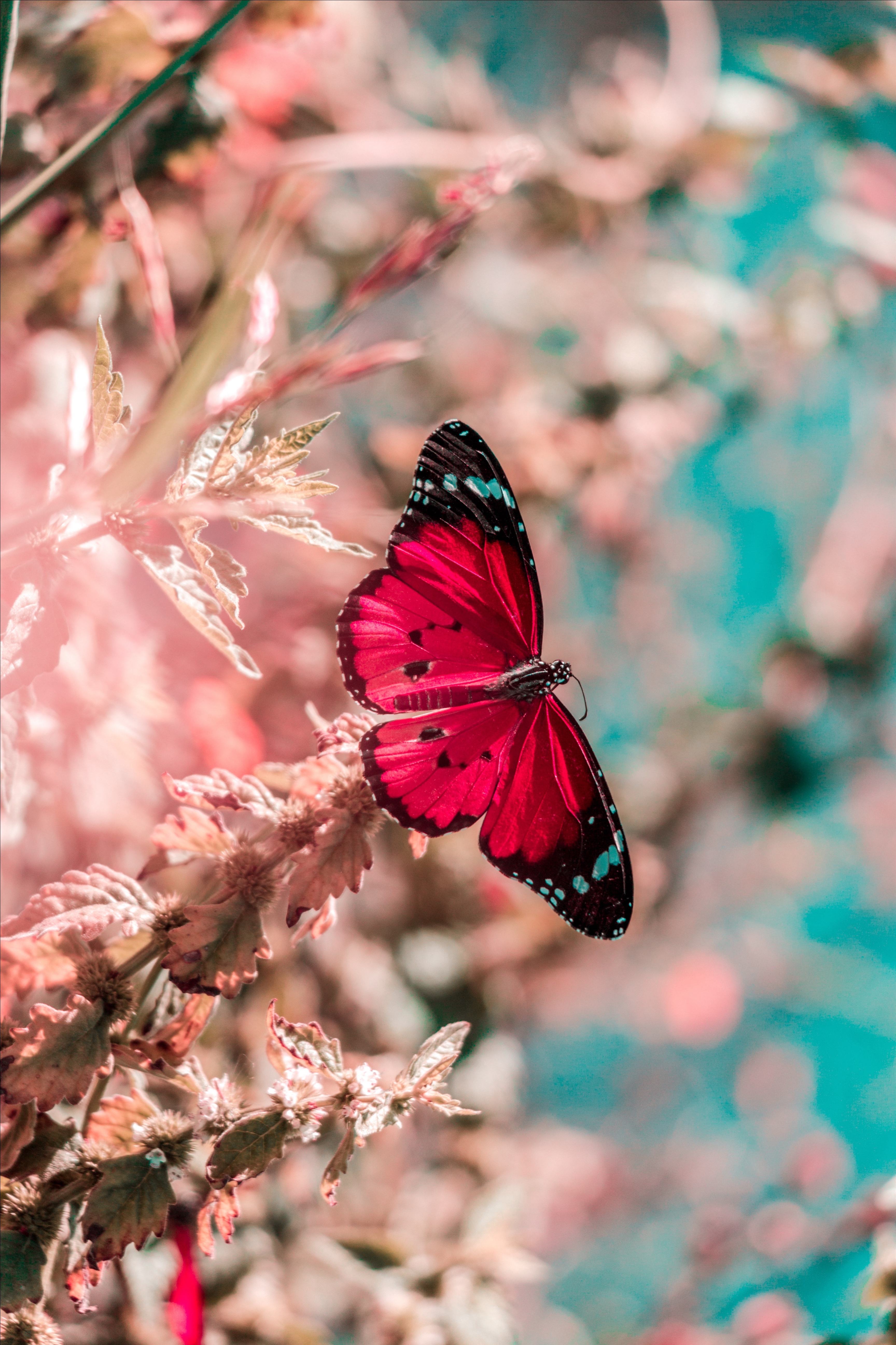 Butterfly Wallpaper