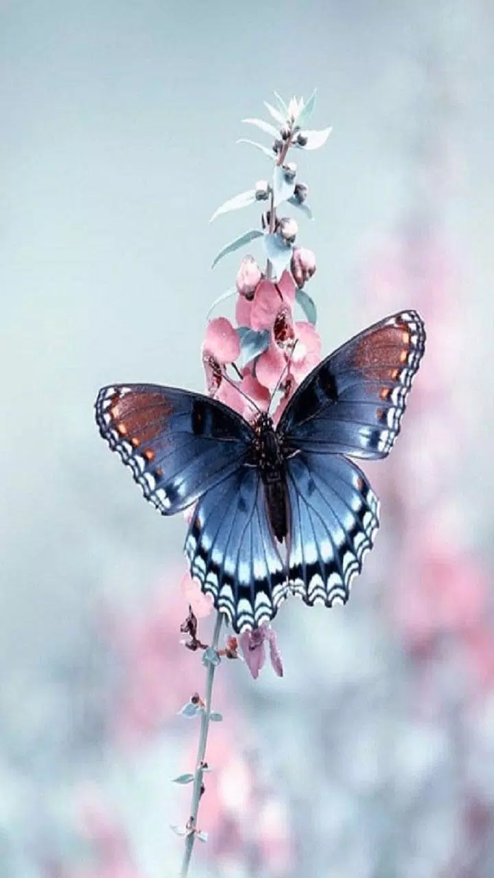 Butterfly Wallpaper