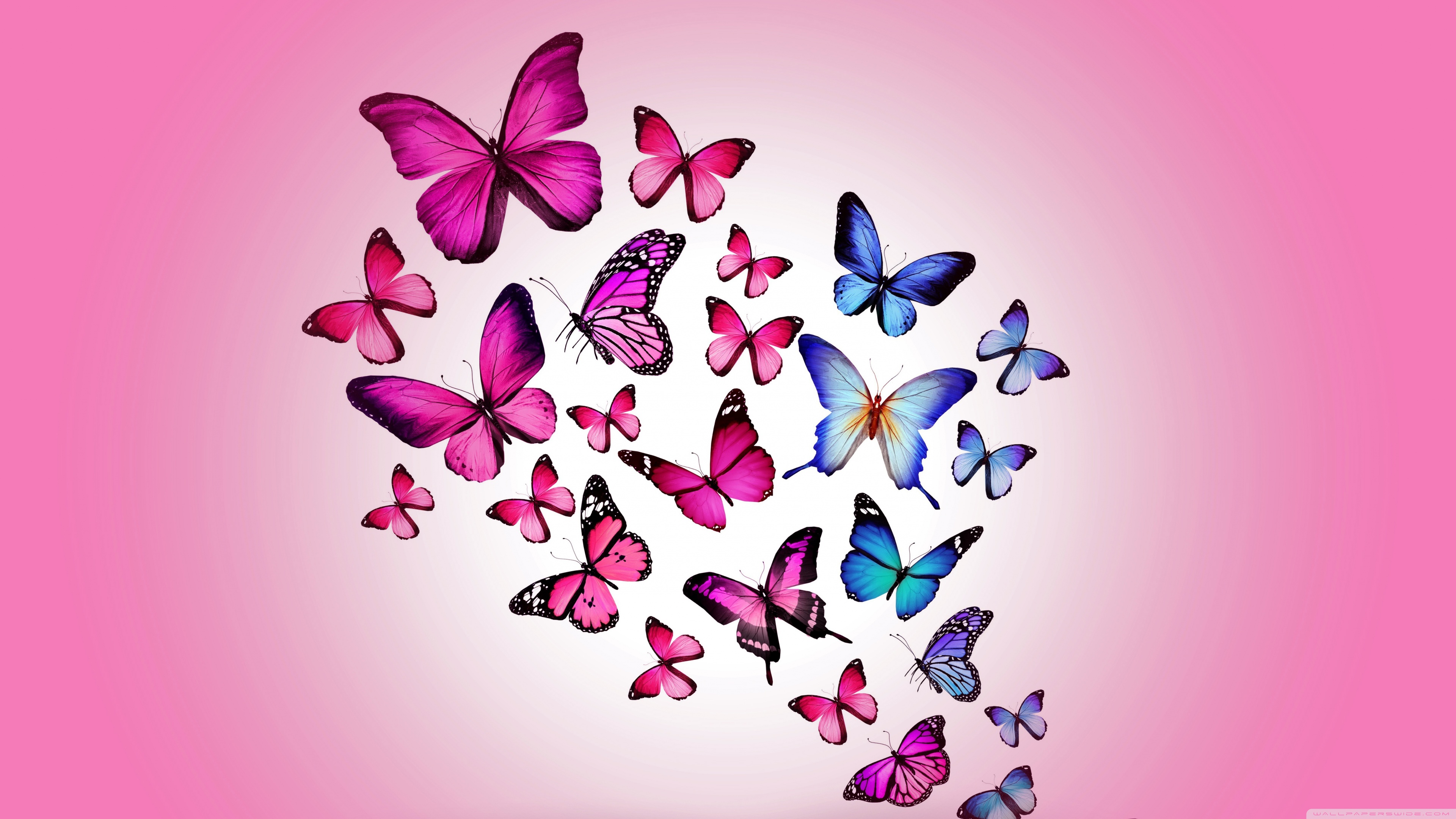 Butterfly Wallpaper