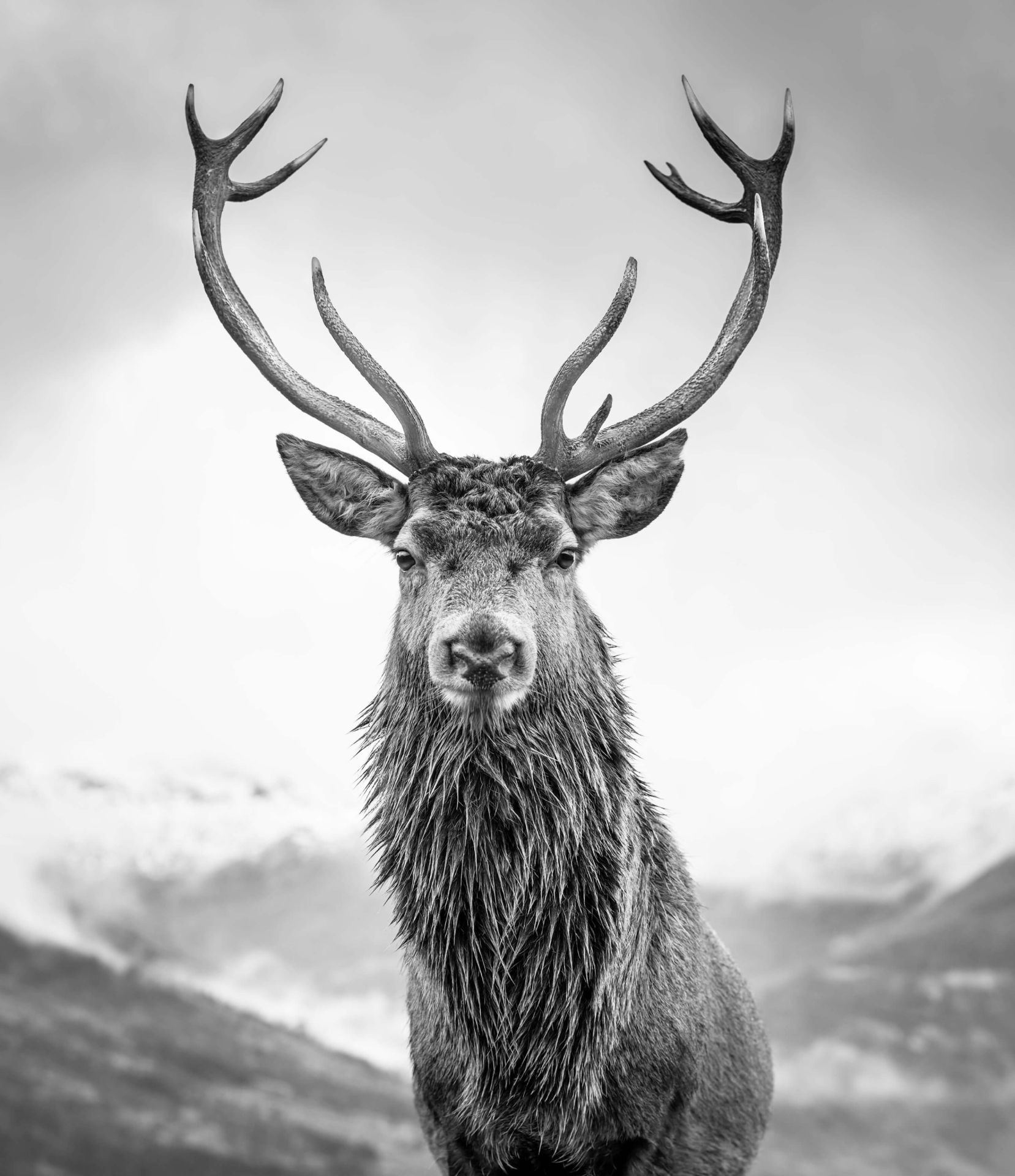 Deer Wallpaper