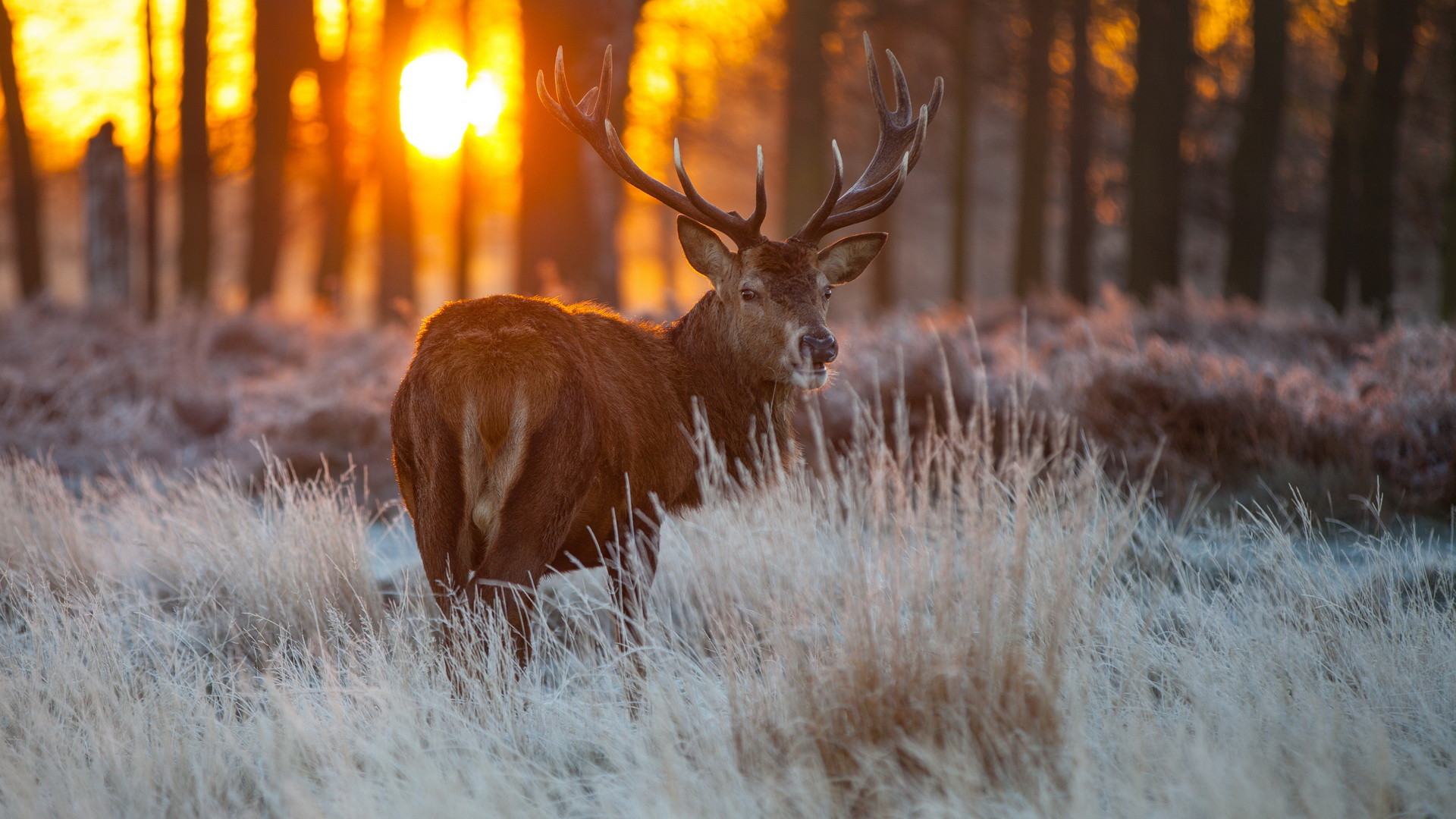 Deer Wallpaper