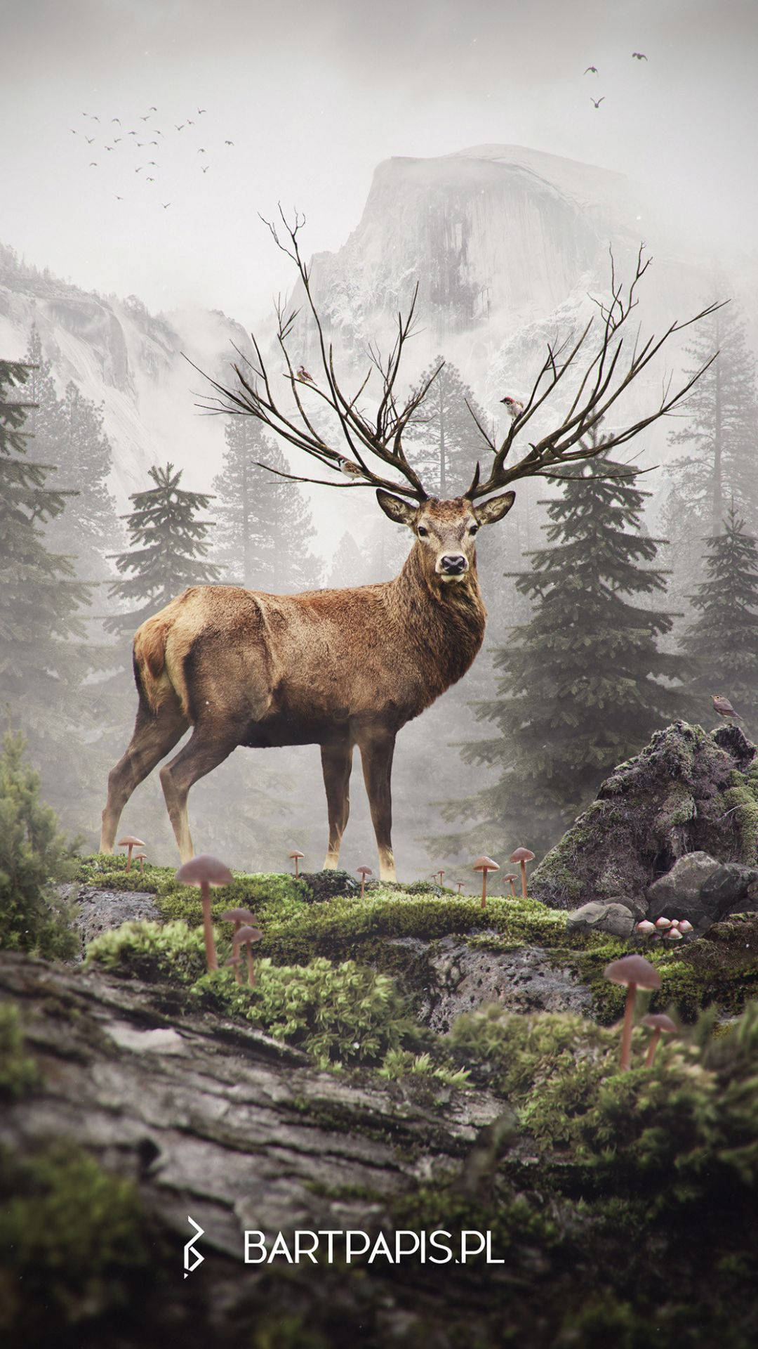 Deer Wallpaper