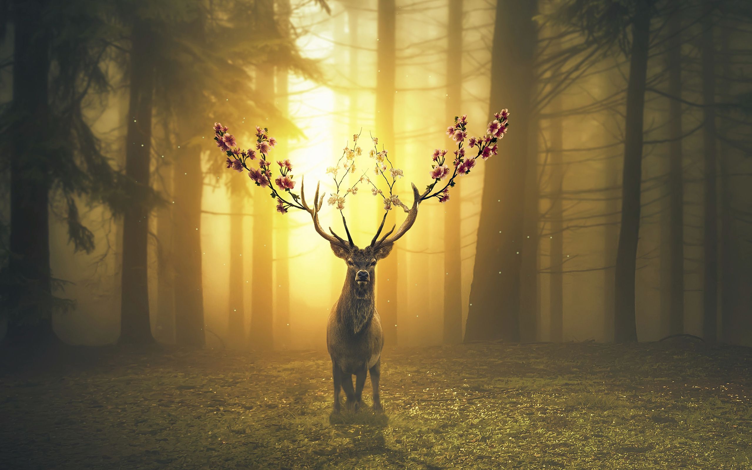 Deer Wallpaper