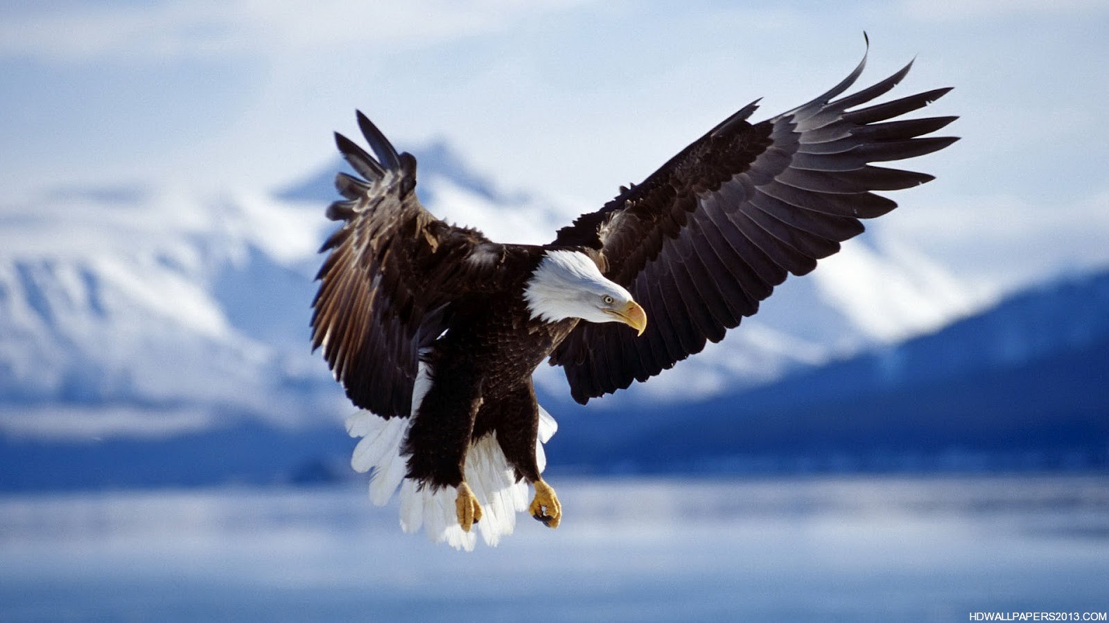 Eagle Wallpaper