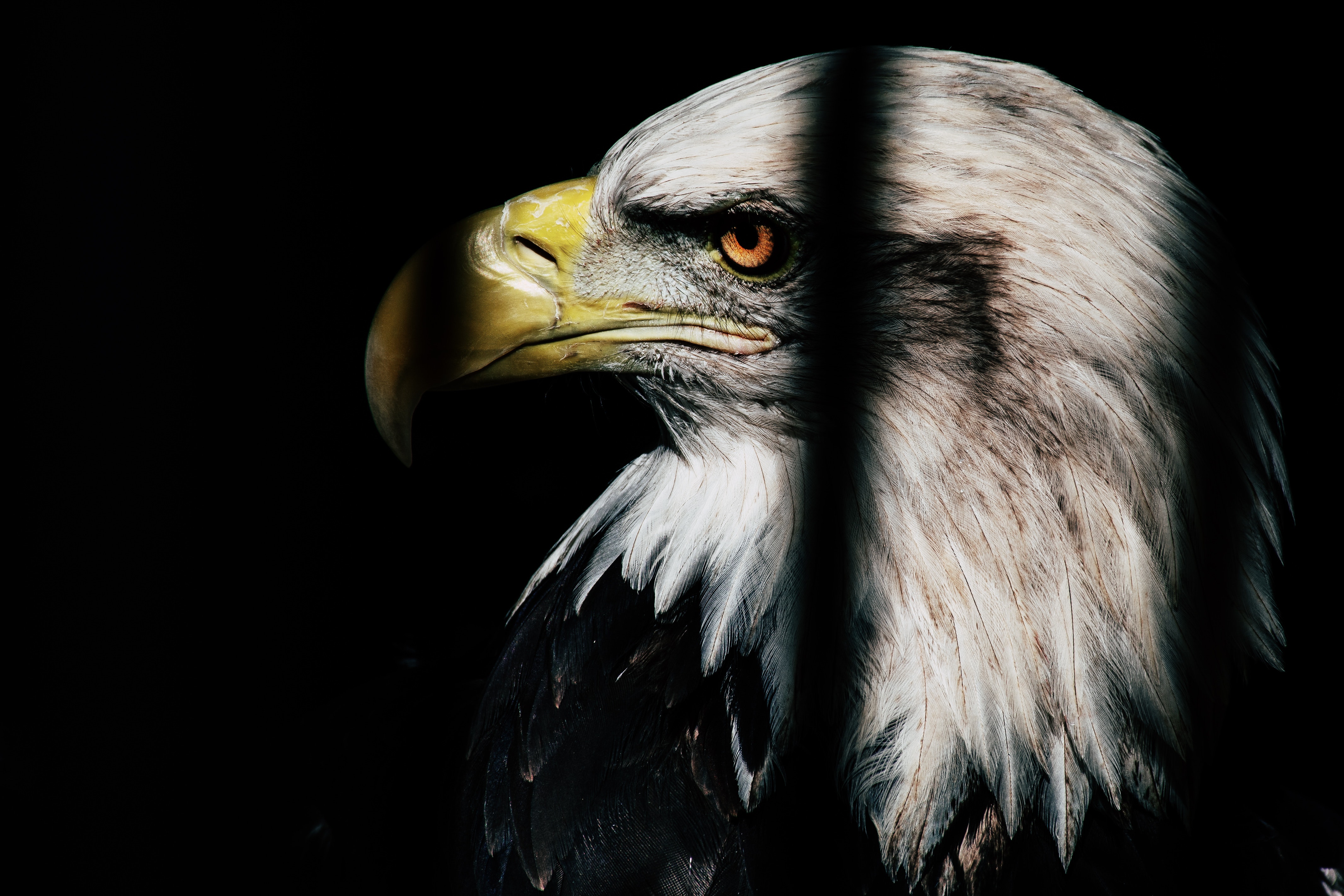 Eagle Wallpaper