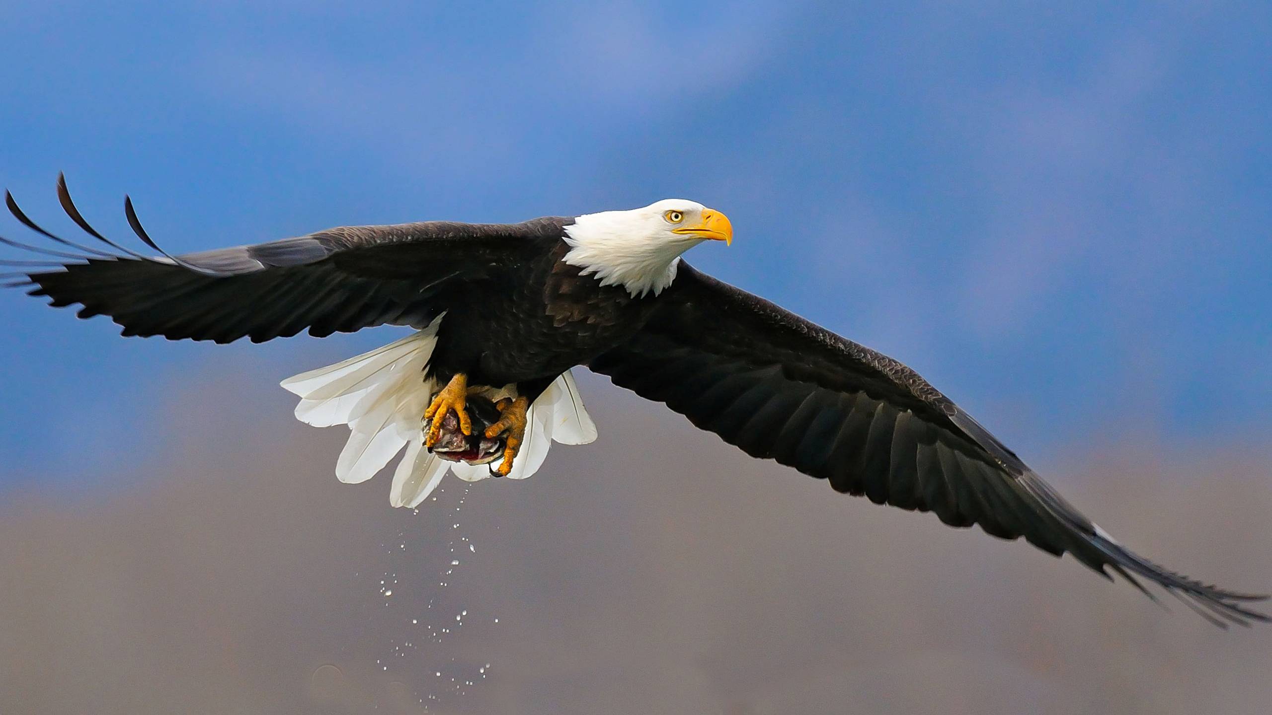 Eagle Wallpaper