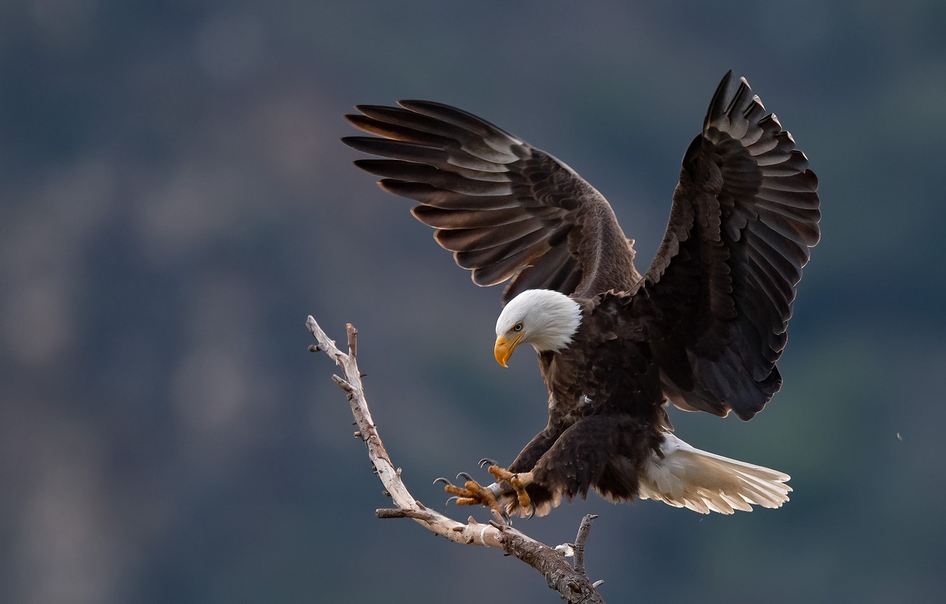 Eagle Wallpaper