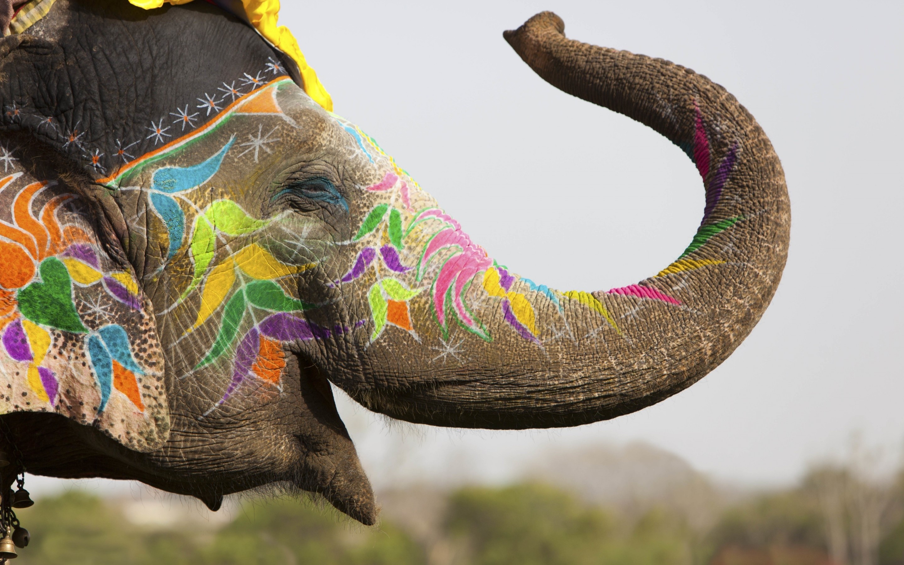 Elephant Wallpaper