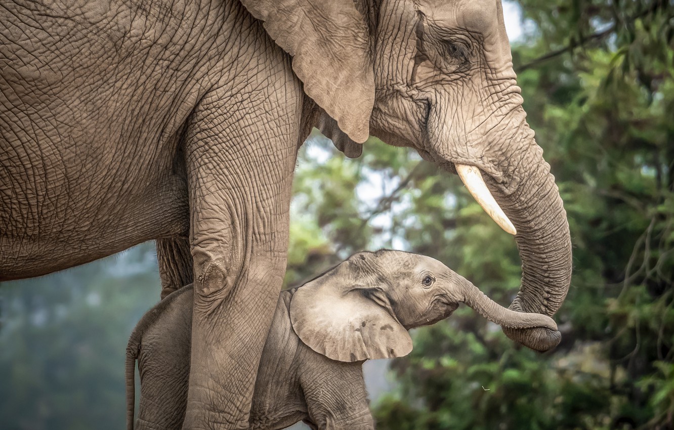 Elephant Wallpaper