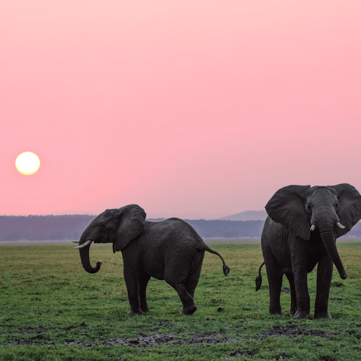 Elephant Wallpaper