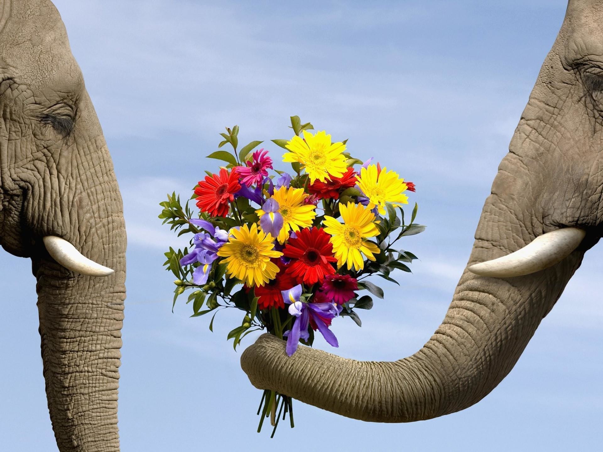 Elephant Wallpaper