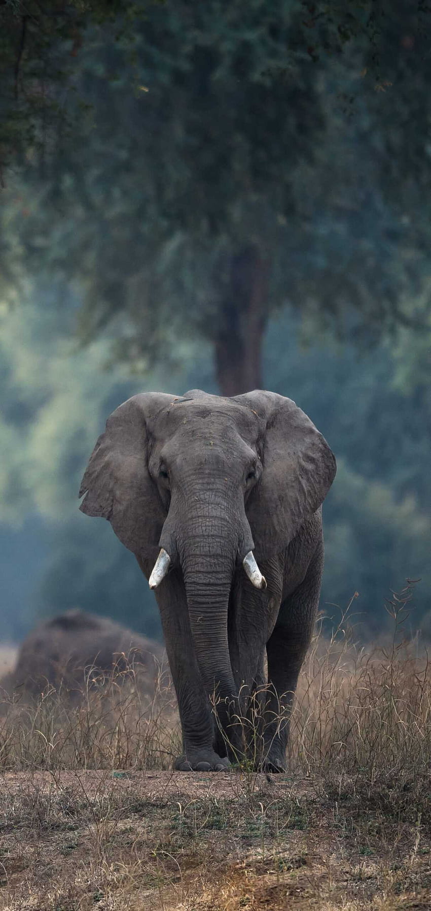 Elephant Wallpaper