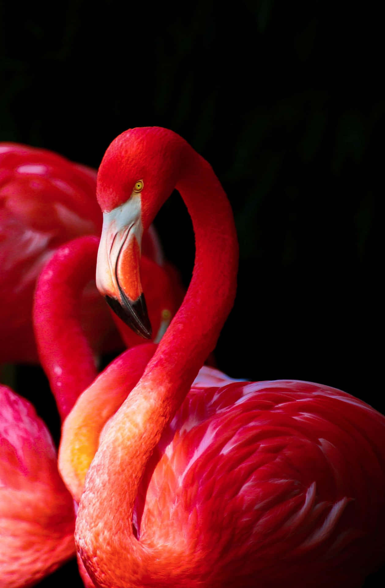 Flamingo Wallpaper