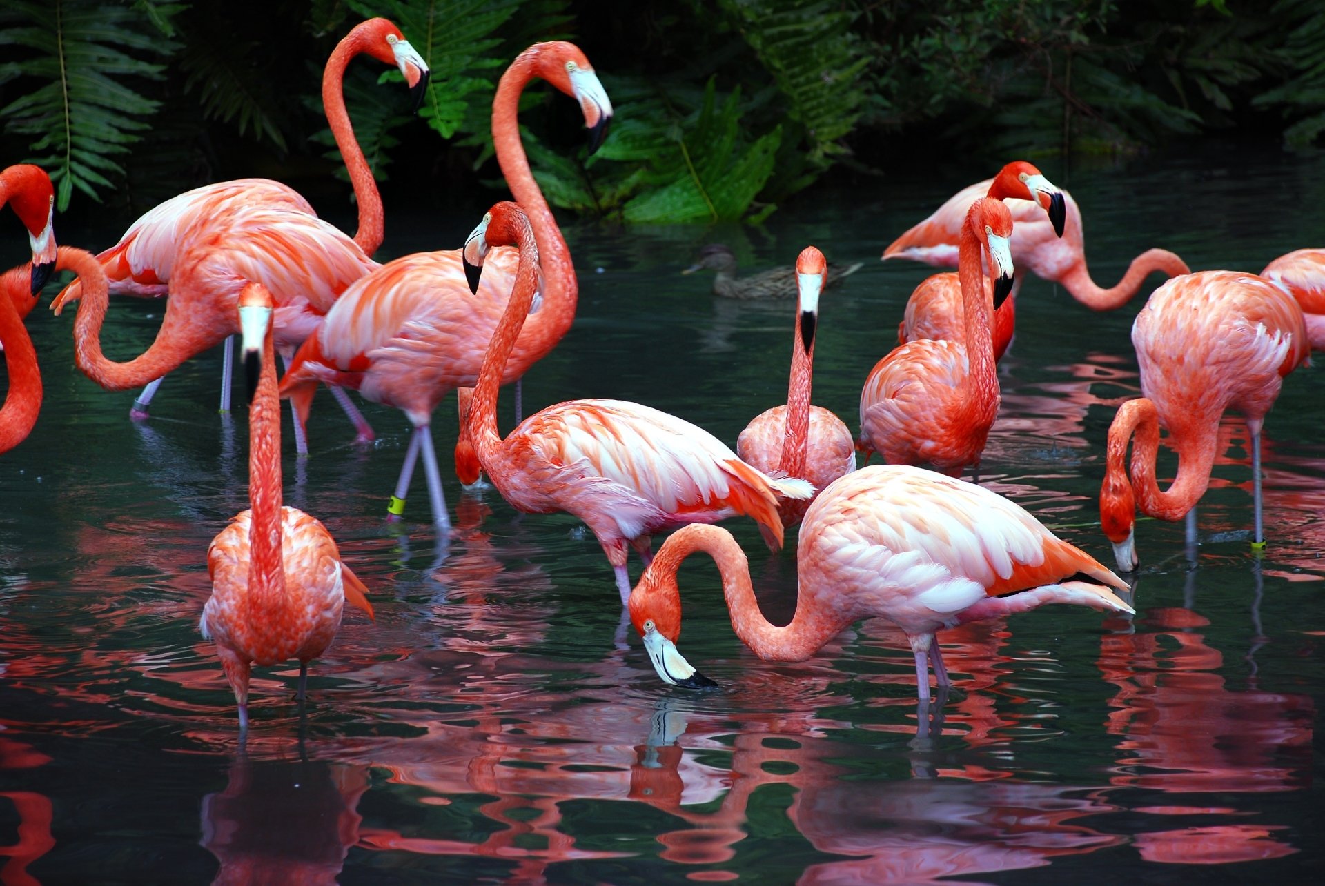 Flamingo Wallpaper