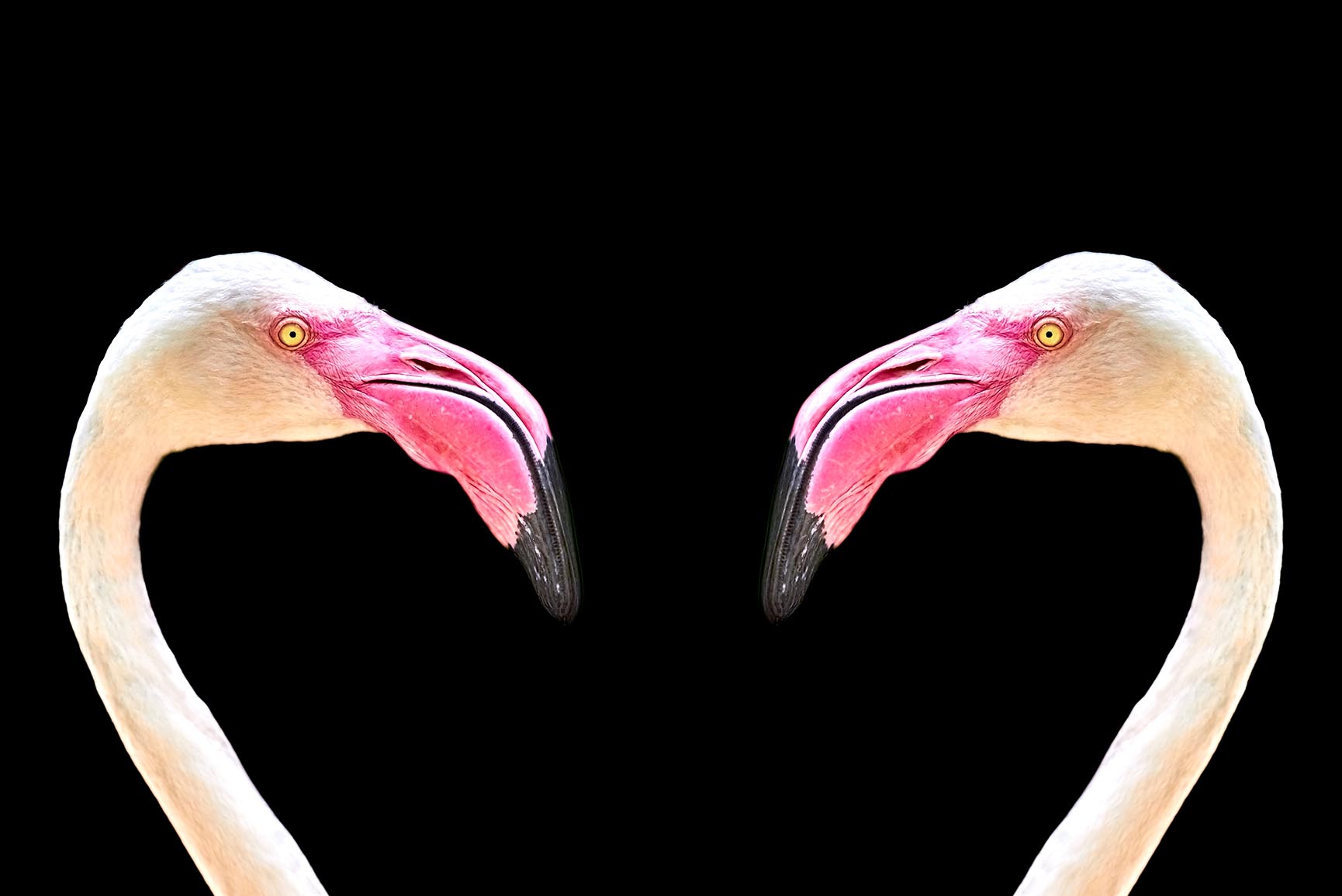 Flamingo Wallpaper