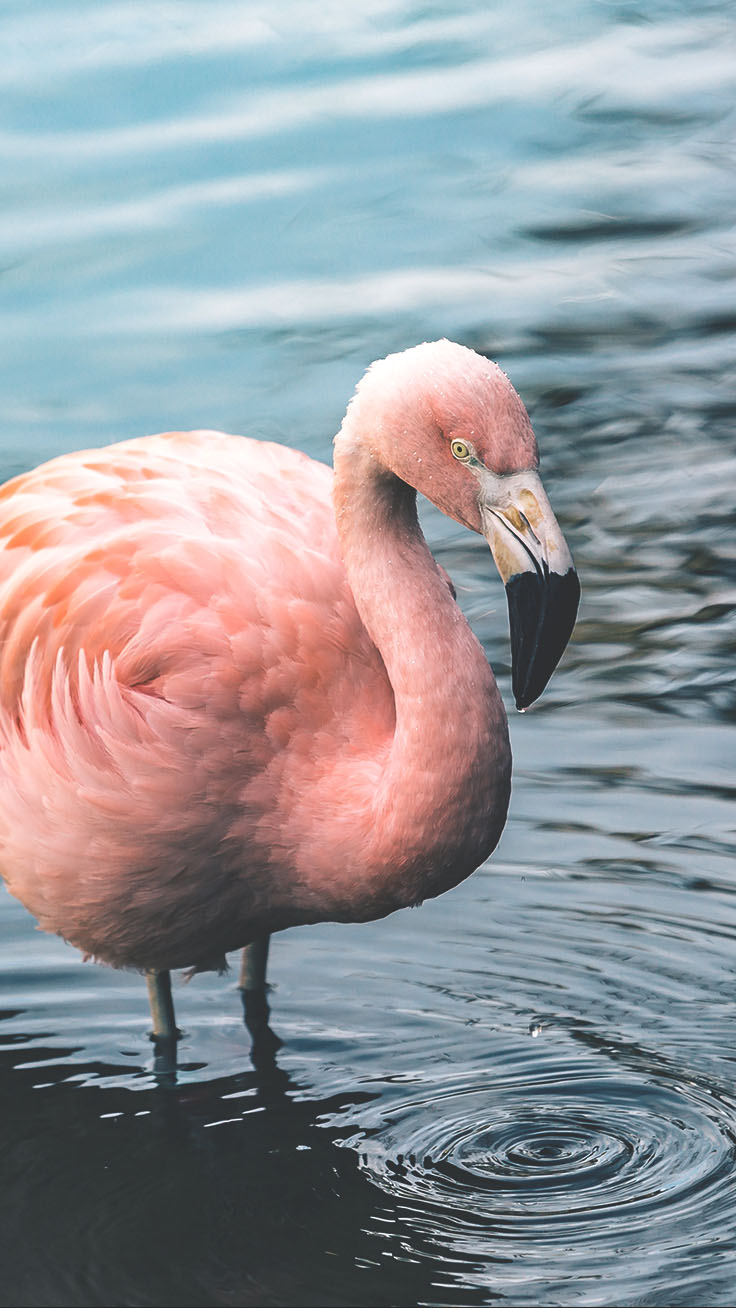 Flamingo Wallpaper