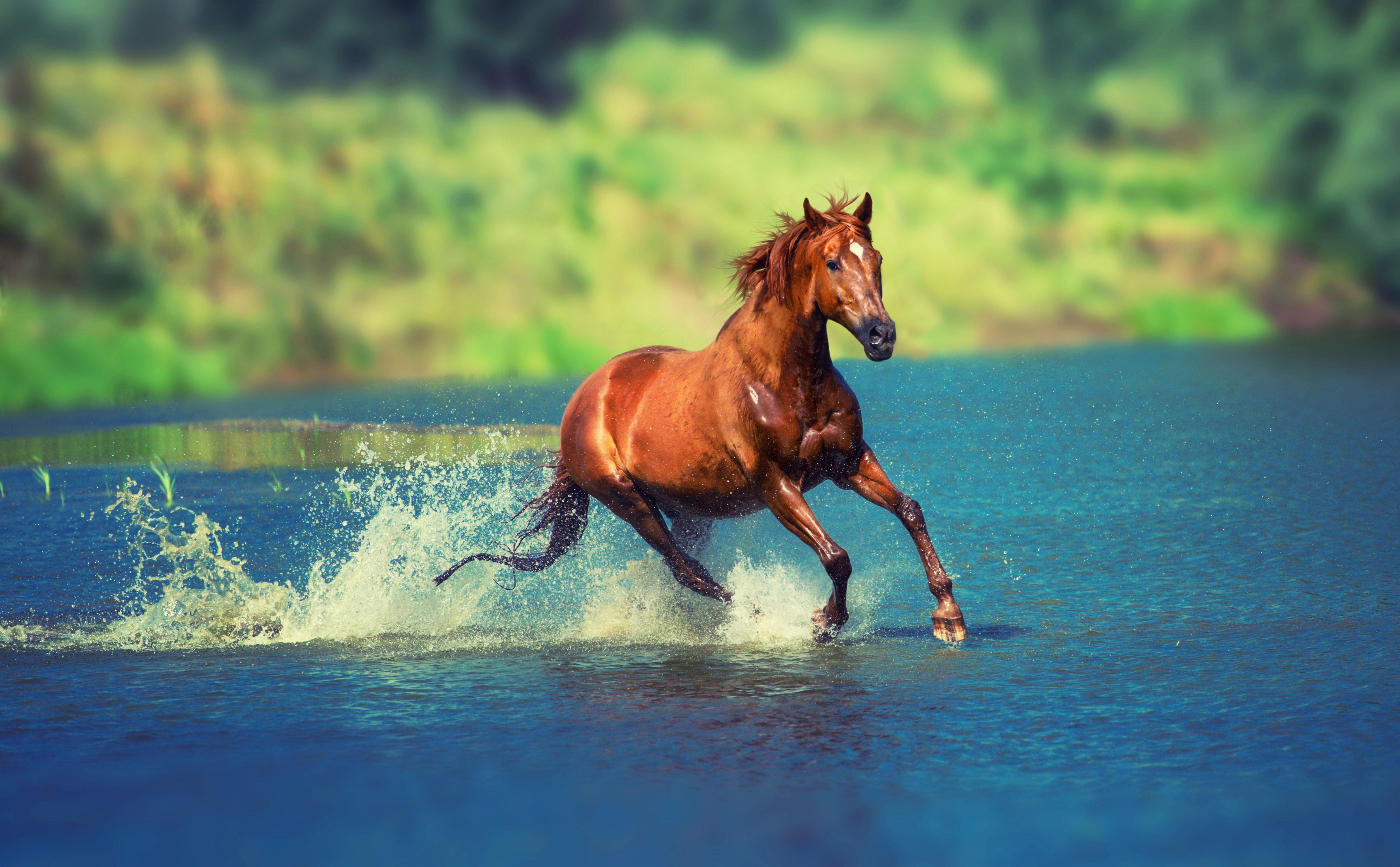 Horse Wallpaper