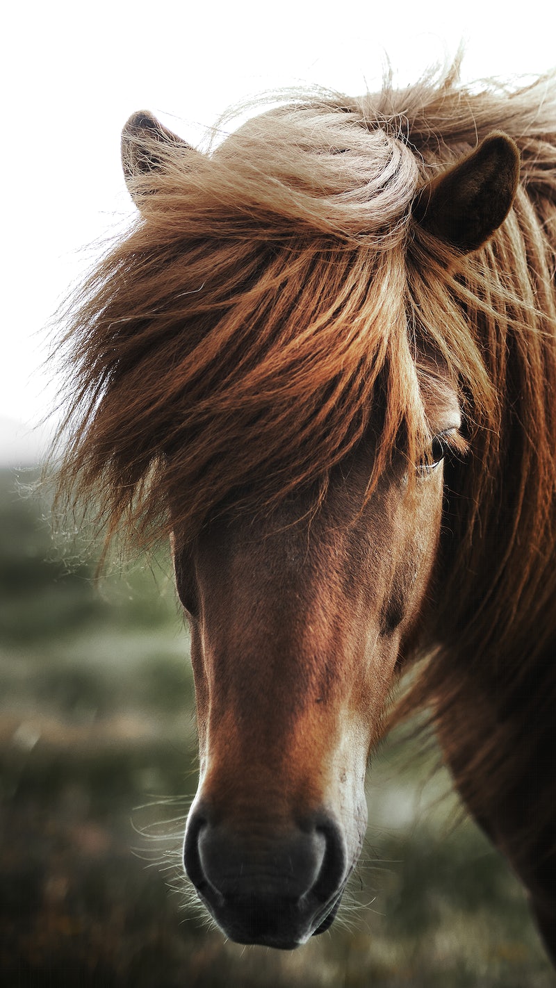 Horse Wallpaper