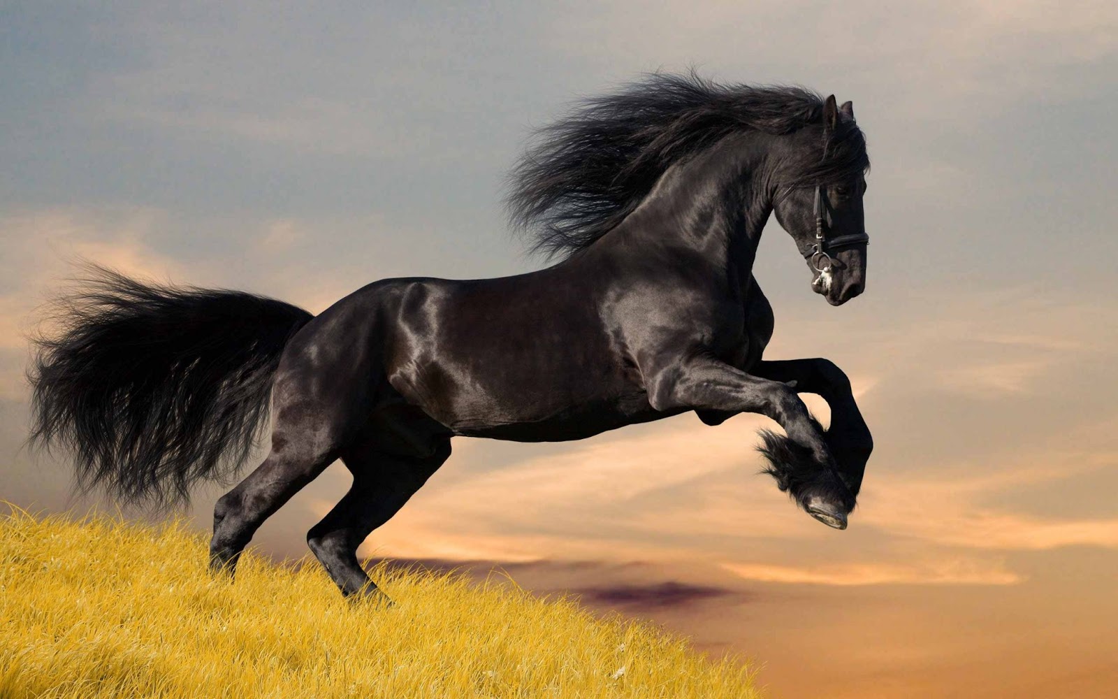 Horse Wallpaper