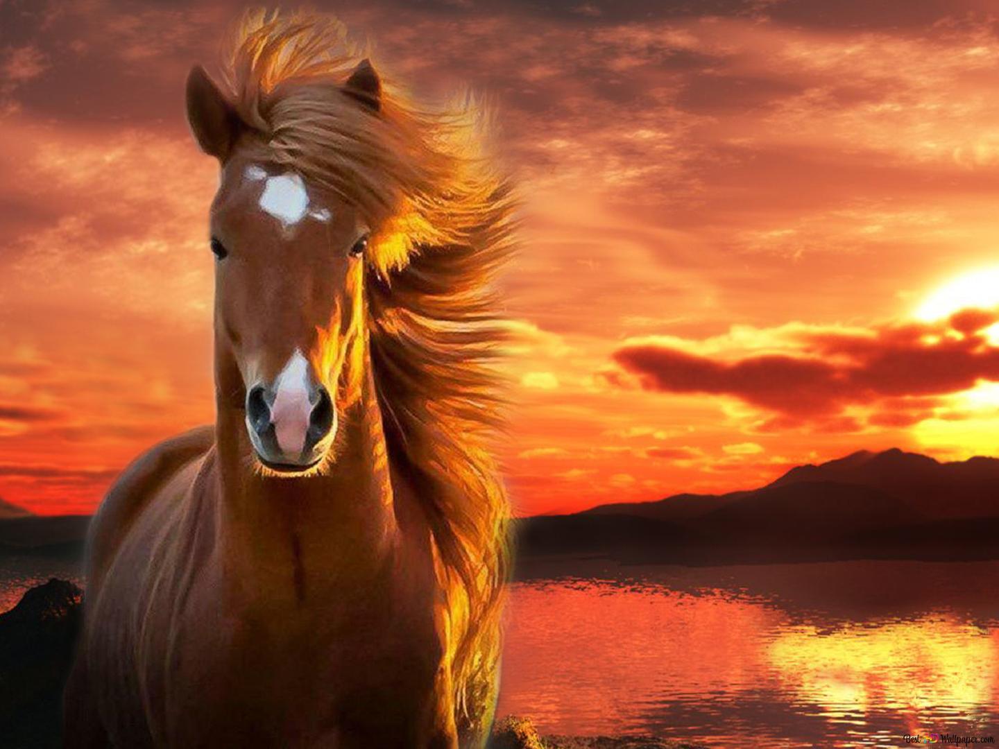 Horse Wallpaper