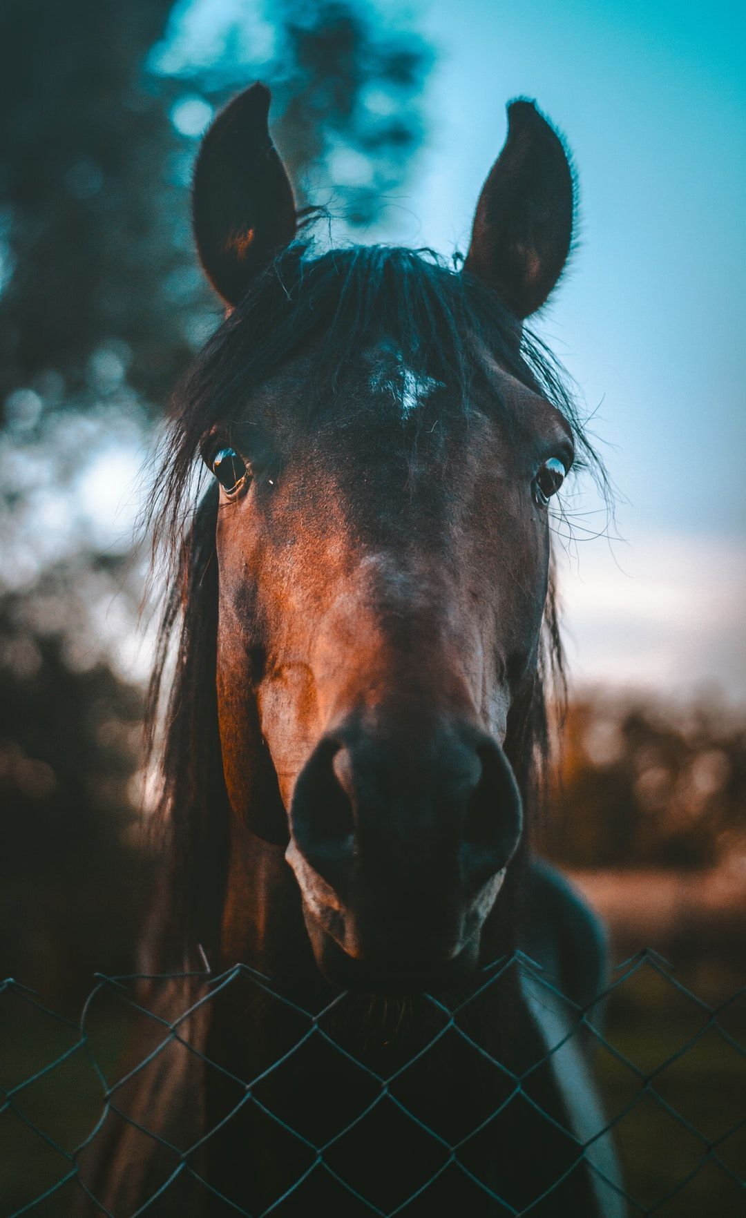 Horse Wallpaper