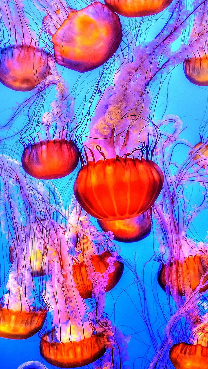 Jellyfish Wallpaper