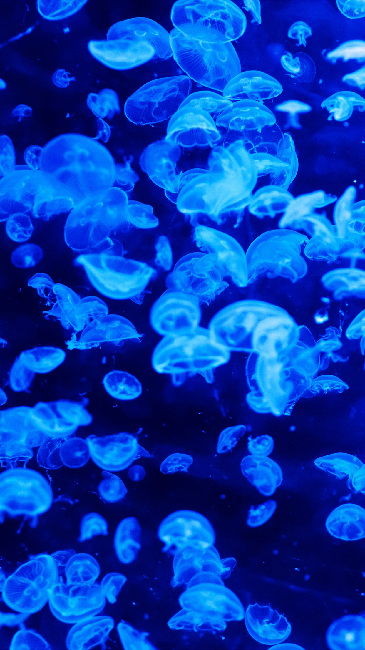 Jellyfish Wallpaper