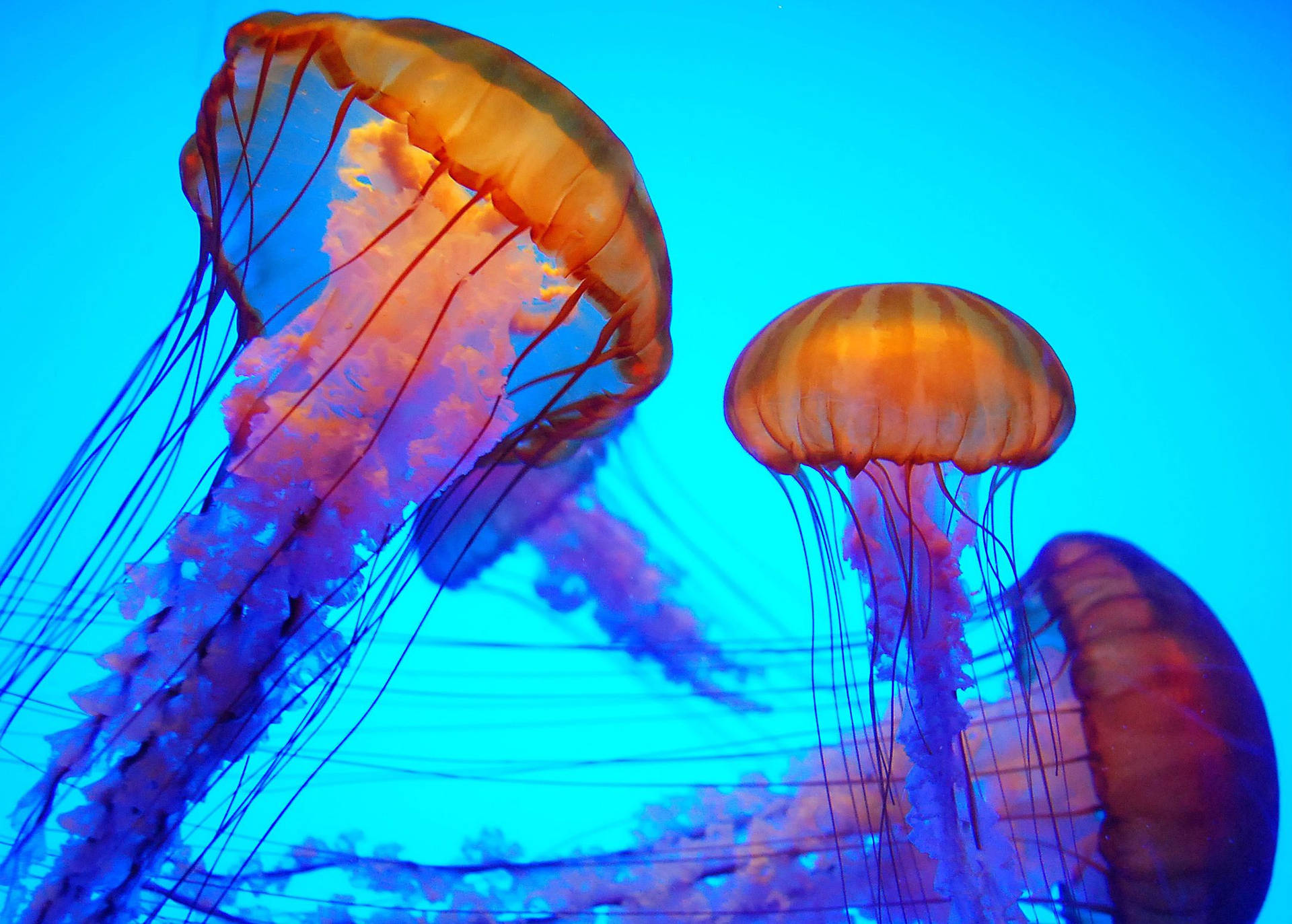 Jellyfish Wallpaper