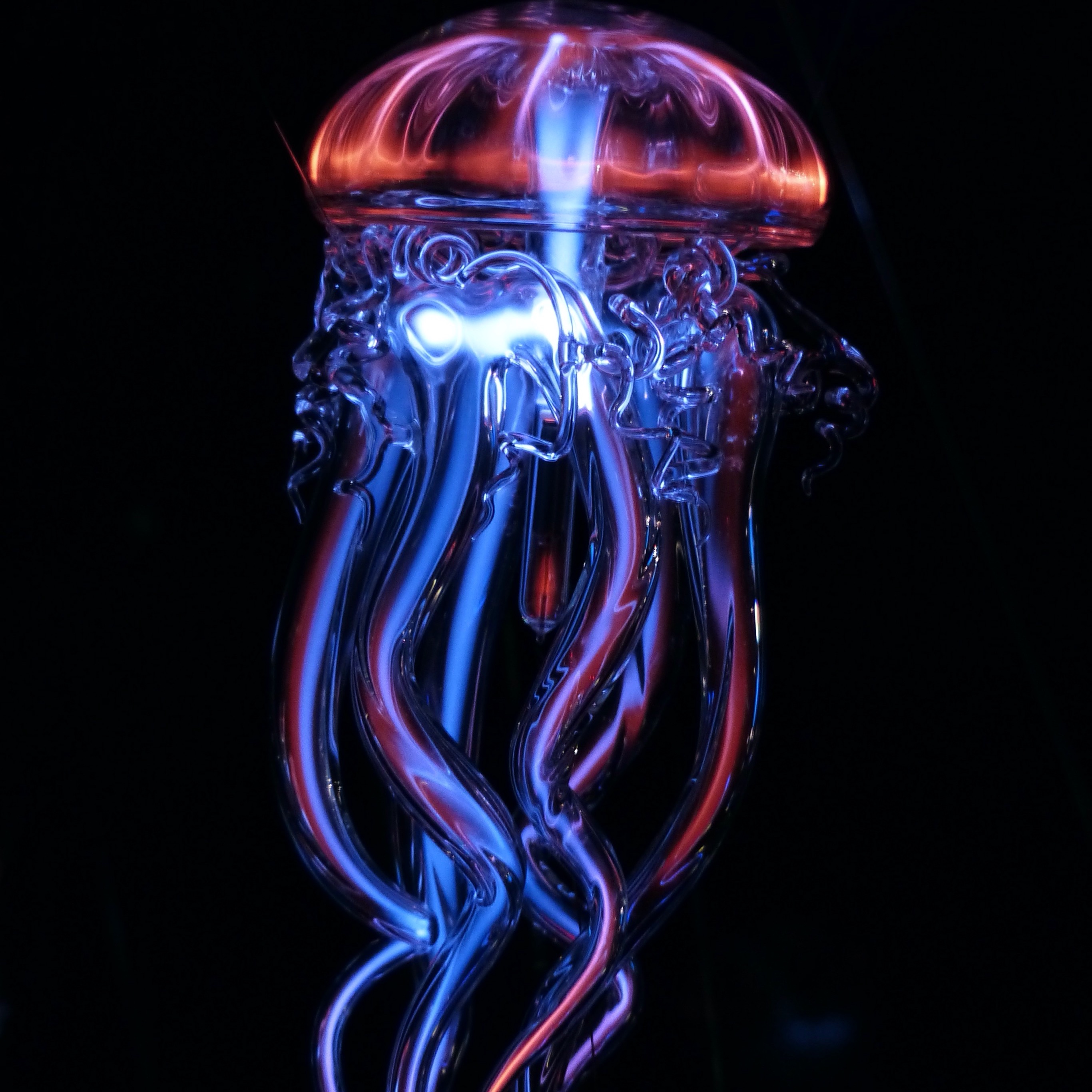 Jellyfish Wallpaper