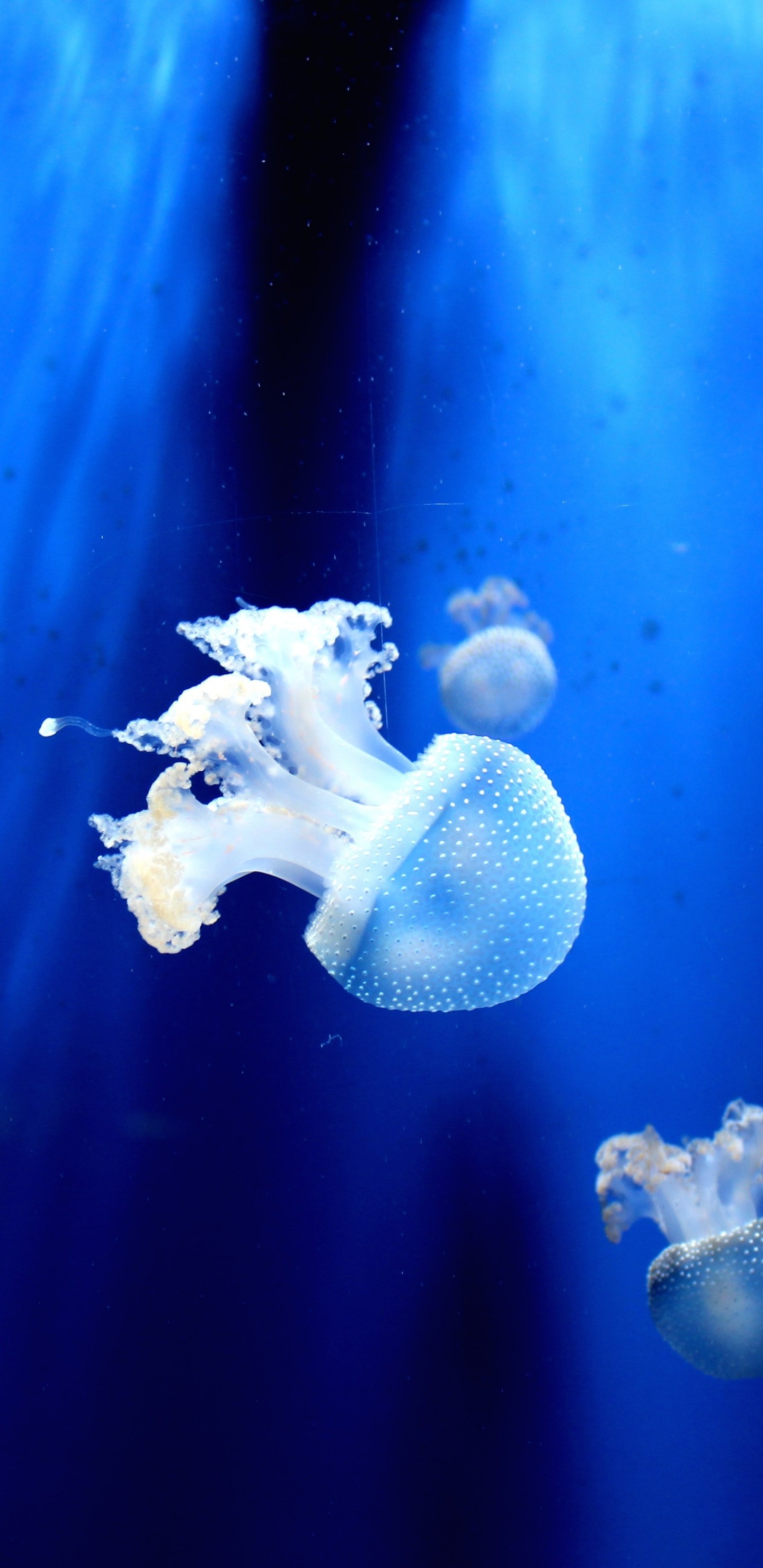 Jellyfish Wallpaper
