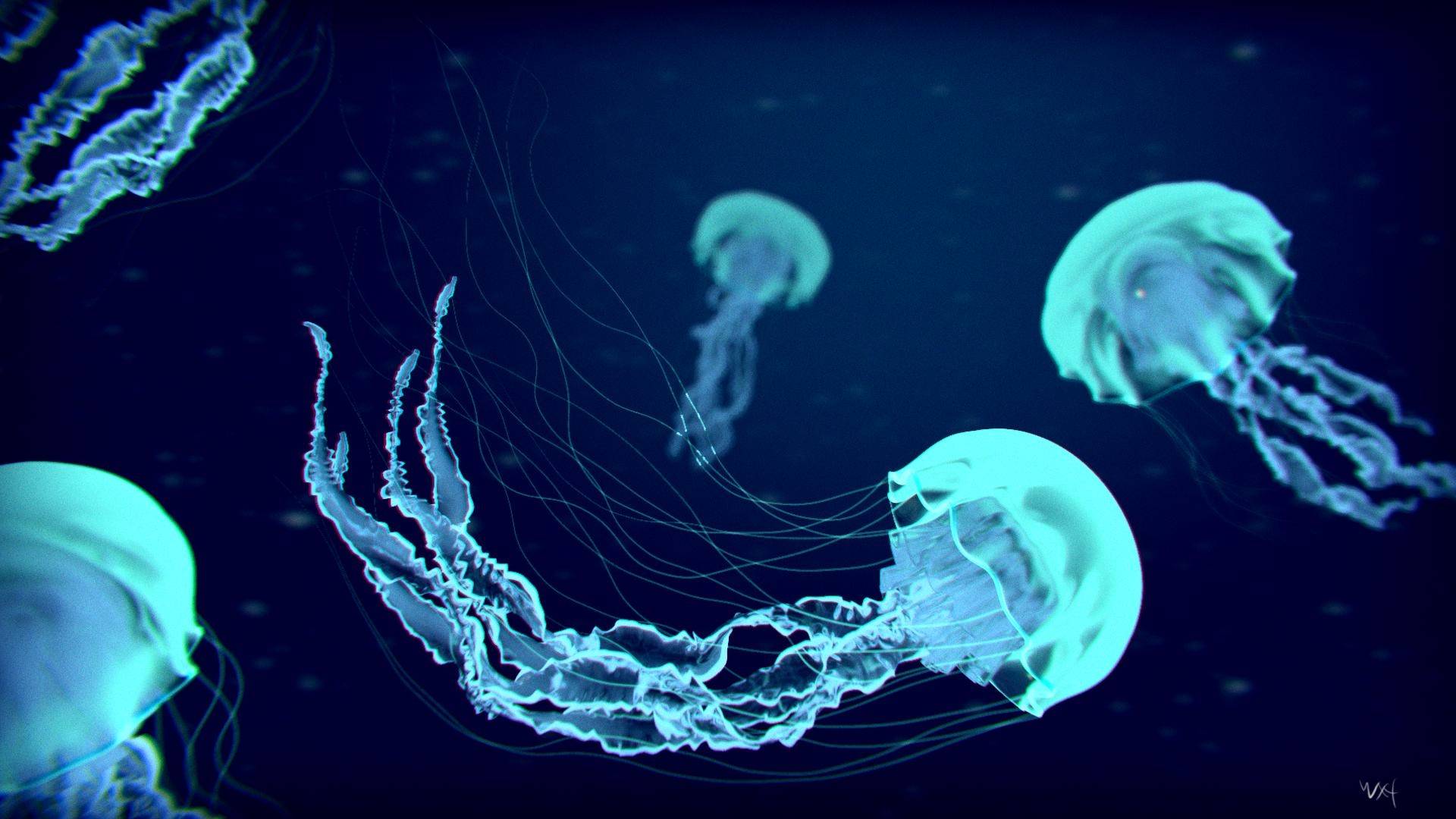 Jellyfish Wallpaper