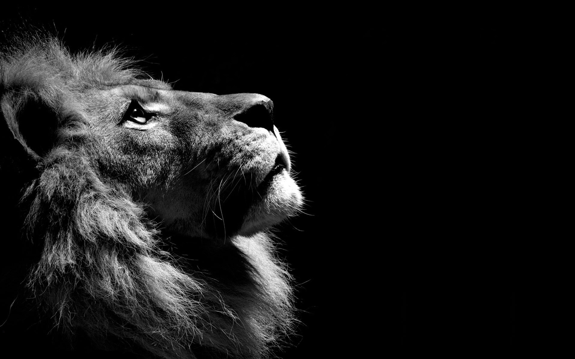 Lion Wallpaper
